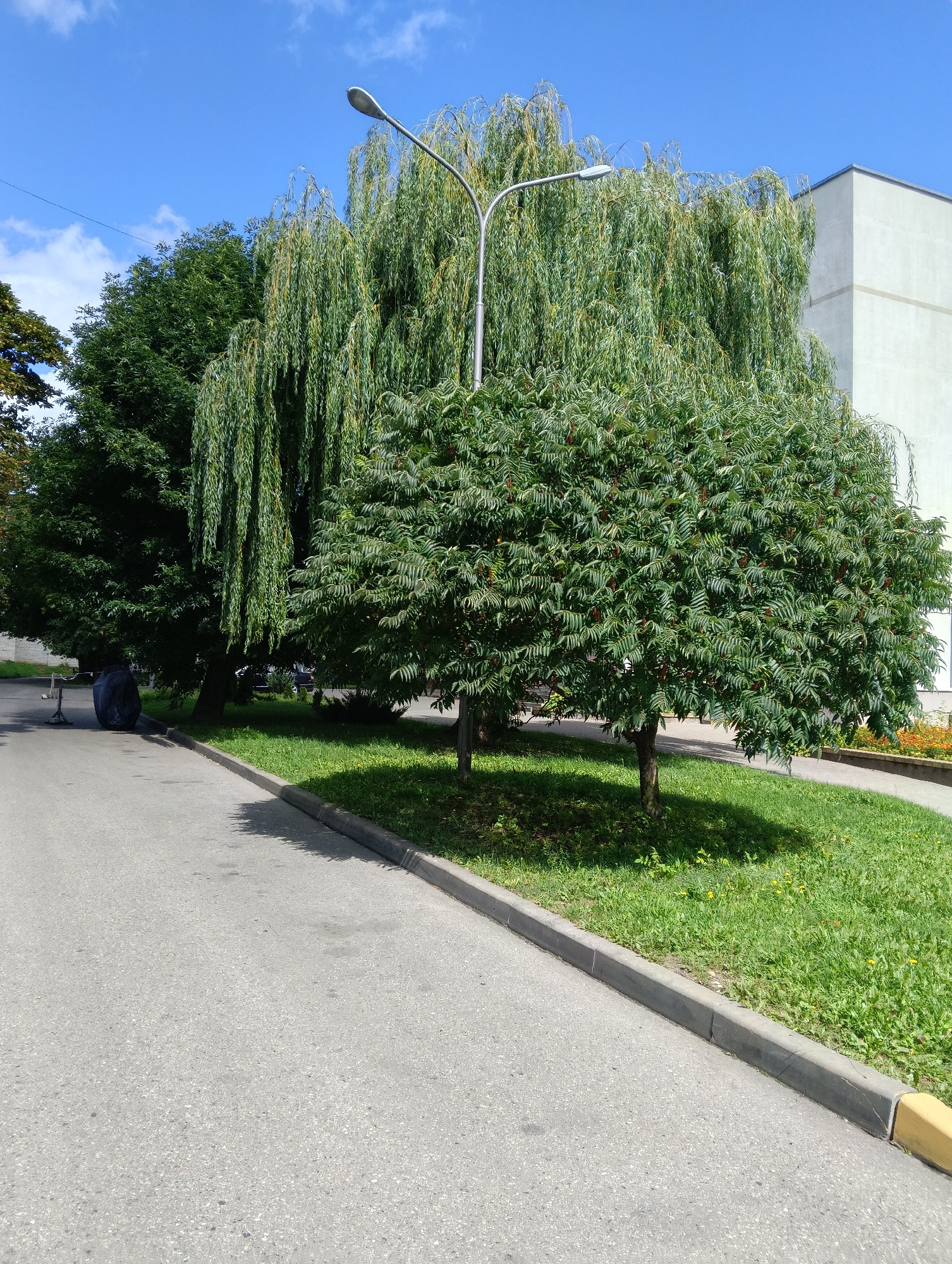 The image shows an outdoor scene on a sunny day in Hrodna, Belarus. In the foreground, a paved asphalt road with a concrete curb runs along the right side. Adjacent to the curb is a strip of green grass, partially shaded by trees.
Dominating the middle ground are several trees. On the right, a bushy tree with serrated green leaves and some reddish clusters is prominent. To its left, a weeping willow with long, drooping branches provides shade. Further left, a darker, denser tree is visible.
A street lamp with a modern design stands in front of the weeping willow. In the background, a portion of a light-colored, multi-story building with a flat roof is visible.
On the far left of the image, near the road, a dark, amorphous object covered in a tarp is situated. A person appears to be sitting or crouching behind it, partially obscured. The sky above is a clear blue with a few white clouds.