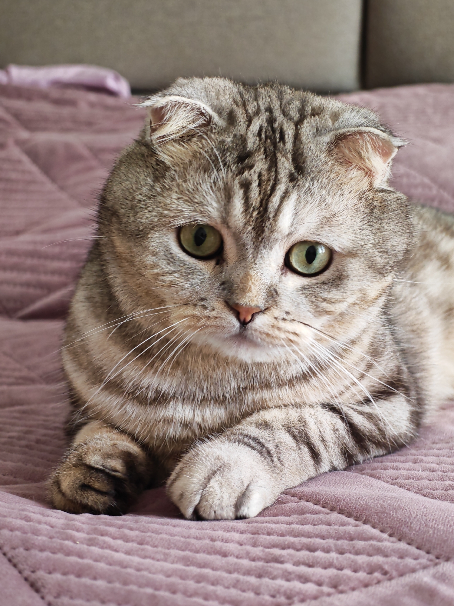 A Scottish Fold cat with tabby markings and green eyes is lying on a pink quilted blanket. The cat's ears are folded forward. The background is blurred, showing a portion of a sofa. The scene is indoors. There are no people or any other animals visible. The image is taken in Minsk, Belarus.