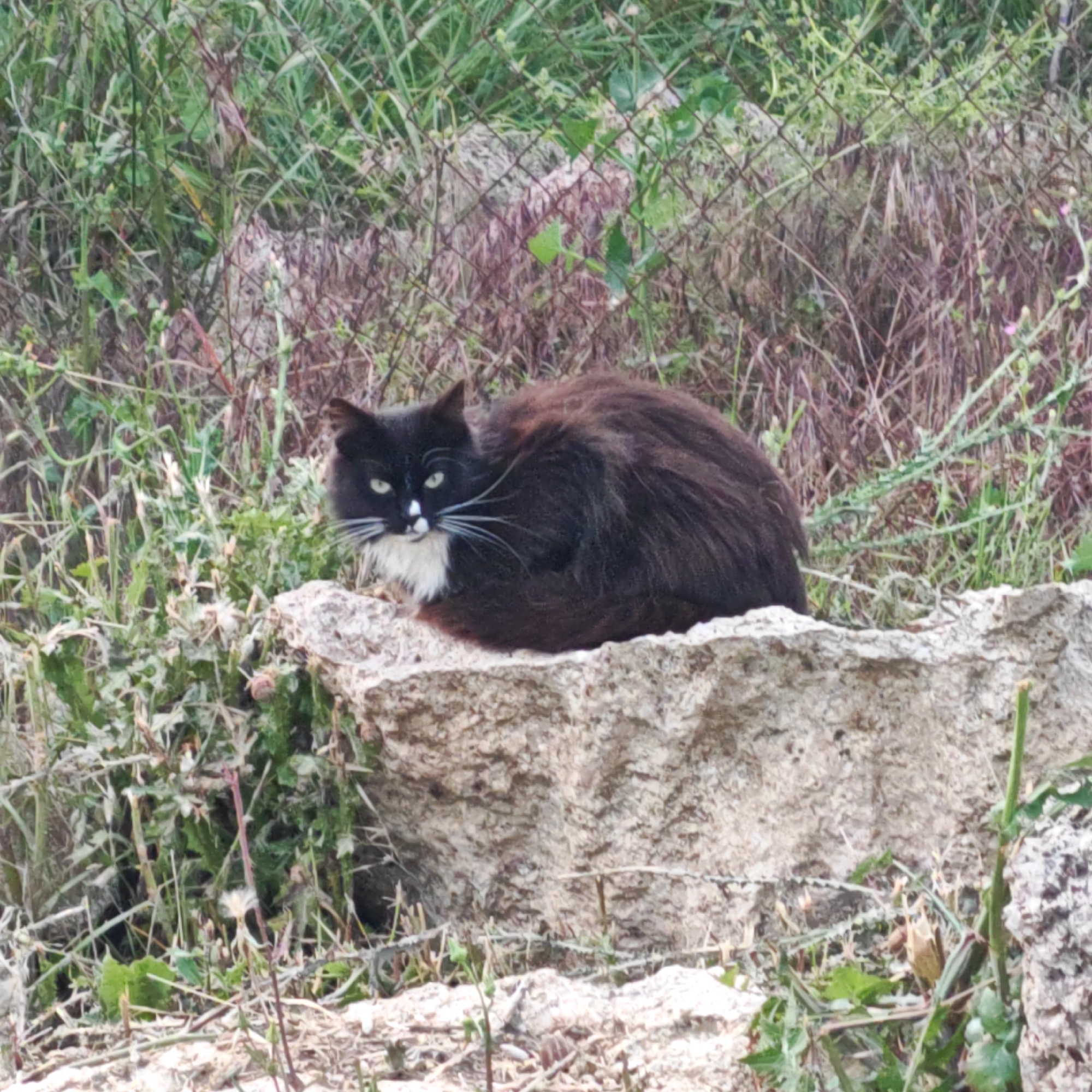 A fluffy black cat with distinctive white markings on its chest and a white stripe on its nose is the central subject of this outdoor image. The cat has bright green eyes and long white whiskers, and it is looking directly at the camera with an alert, neutral expression. It is resting comfortably on a large, light-colored, textured rock.
The setting is an overgrown, natural environment, likely on the edge of an urban area in Shchelkino, Ukraine. The background is filled with dense, wild vegetation, including various green grasses, weeds, and dried brown foliage. A rusty wire mesh fence is partially visible through the plants, indicating a boundary. The light suggests it is daytime, with soft, diffused illumination that doesn't cast harsh shadows, possibly due to an overcast sky or a specific time of day like late afternoon. There are no human subjects or visible text in the scene.