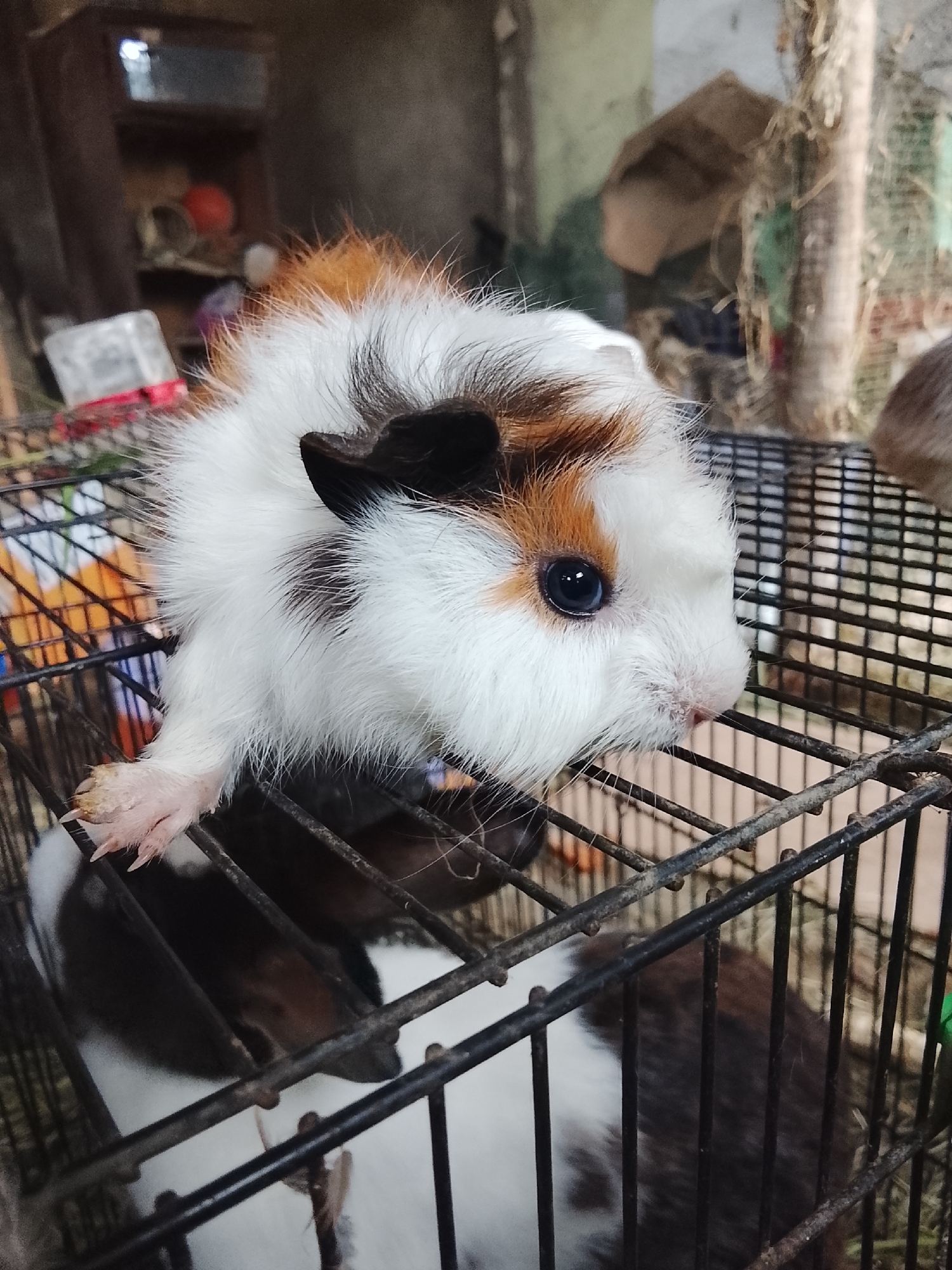 A close-up, eye-level shot shows a tricolored guinea pig with white, brown, and black fur. The guinea pig is positioned in the upper half of the frame, resting on the metal bars of a cage. Its right paw is visible, with sharp claws and some dirt accumulation. The guinea pig's left eye is dark and open, facing towards the right. Its snout is pointed to the right, with visible whiskers and a pink nose. The background of the image is out of focus and shows a cluttered environment with shelving, what appears to be hay, and some sacks. The cage bars are dark and appear to be made of metal. The overall scene suggests an animal enclosure, possibly in a domestic or rural setting. There is no indication of a specific city or location within the visual information presented.