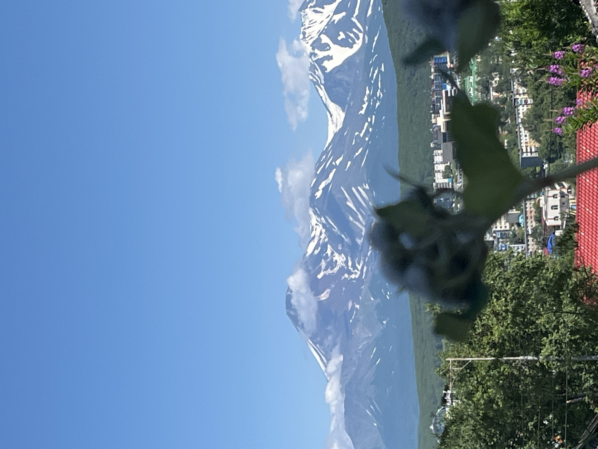 The image depicts a panoramic view of Petropavlovsk-Kamchatsky, Russia, with the iconic Avachinsky and Koryaksky volcanoes forming a dramatic backdrop. In the foreground, out-of-focus foliage and pink flowers obscure a portion of a red-tiled roof and a residential area. The city itself is characterized by multi-story buildings, some appearing to be apartment blocks, interspersed with green trees and vegetation. A prominent utility pole is visible amidst the trees. Beyond the city, the majestic volcanoes rise, their peaks capped with snow and wisps of clouds clinging to their slopes. The sky is a clear, bright blue, indicating a sunny day.