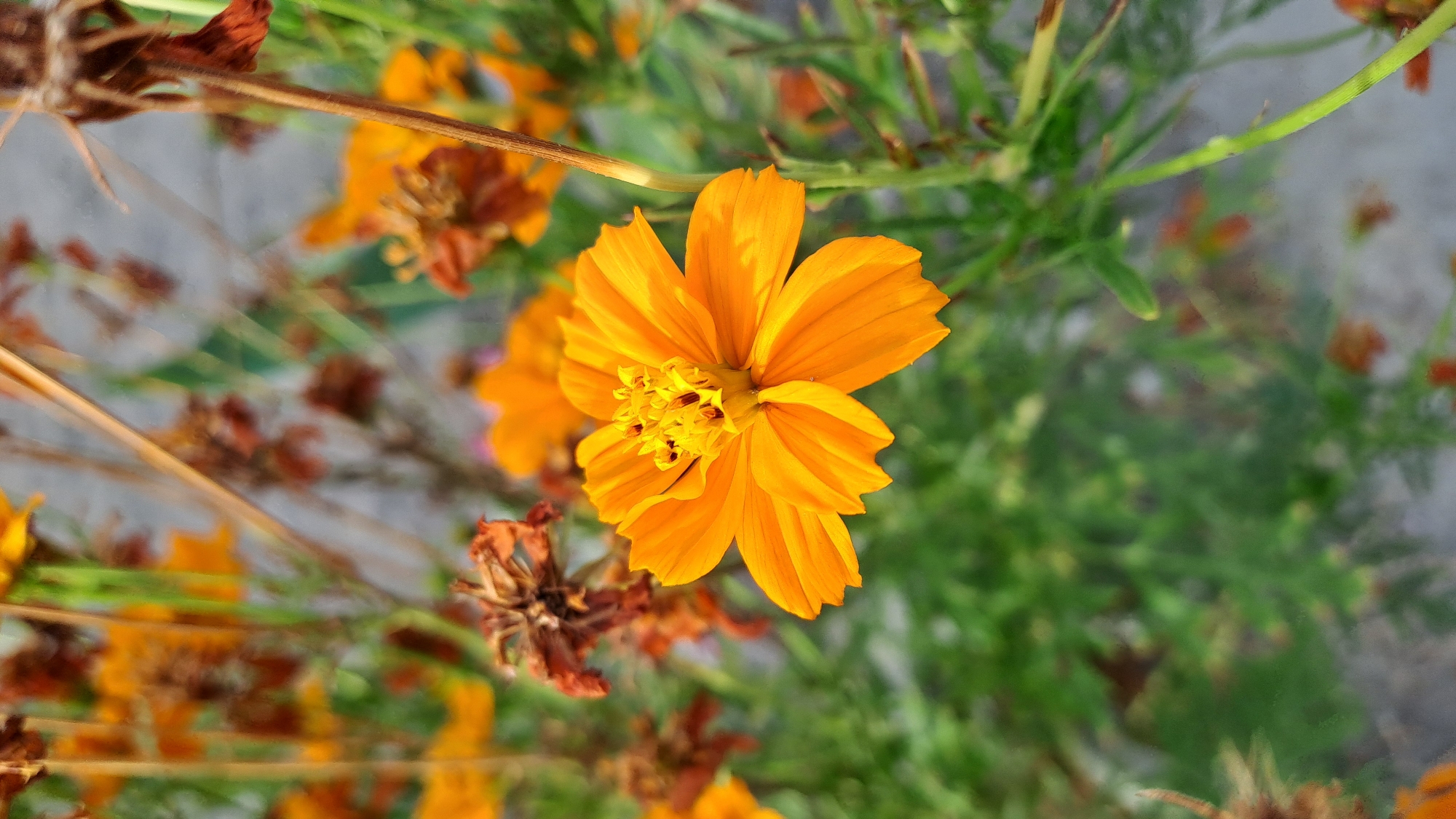 A close-up, vertical shot focuses on a vibrant orange cosmos flower in the foreground, centered and in sharp detail. Its delicate petals radiate outwards from a yellow center, dotted with dark specks. The background is a soft blur of green foliage and other out-of-focus orange flowers, suggesting a garden or natural setting. The lighting is bright, casting subtle shadows on the petals. The image appears to have been taken in Lhokawe Teungoh, Indonesia, capturing the natural beauty of the area. No people are visible in the scene.