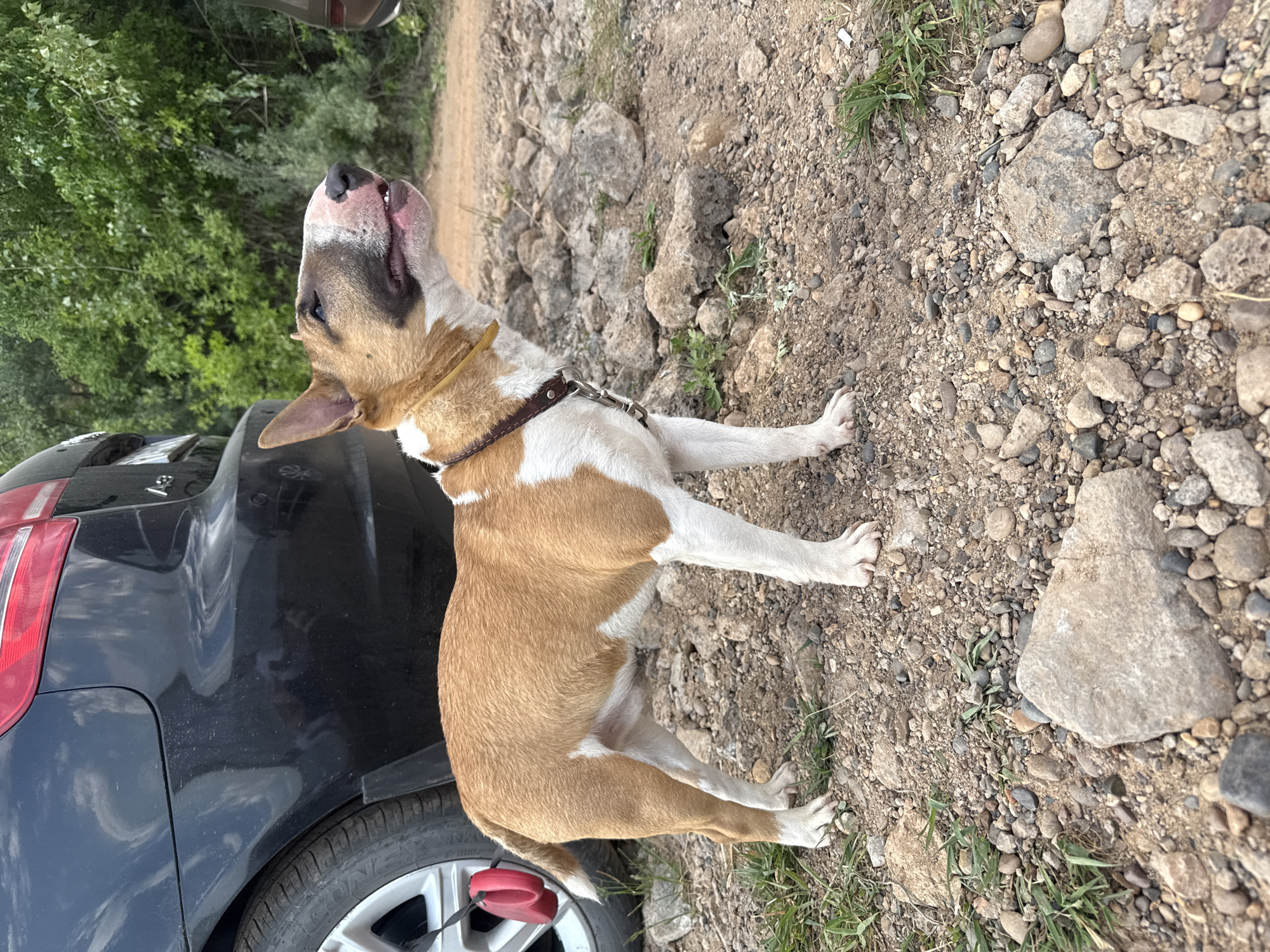 A tan and white Bull Terrier dog stands on a rocky, dirt-covered surface adjacent to a black car. The dog, wearing a brown leather collar and leash attached to the car tire, gazes upward. The background consists of scattered rocks and sparse patches of grass. Part of a car's rear tail light and a green tree can be seen as well. There is no information about a city.
