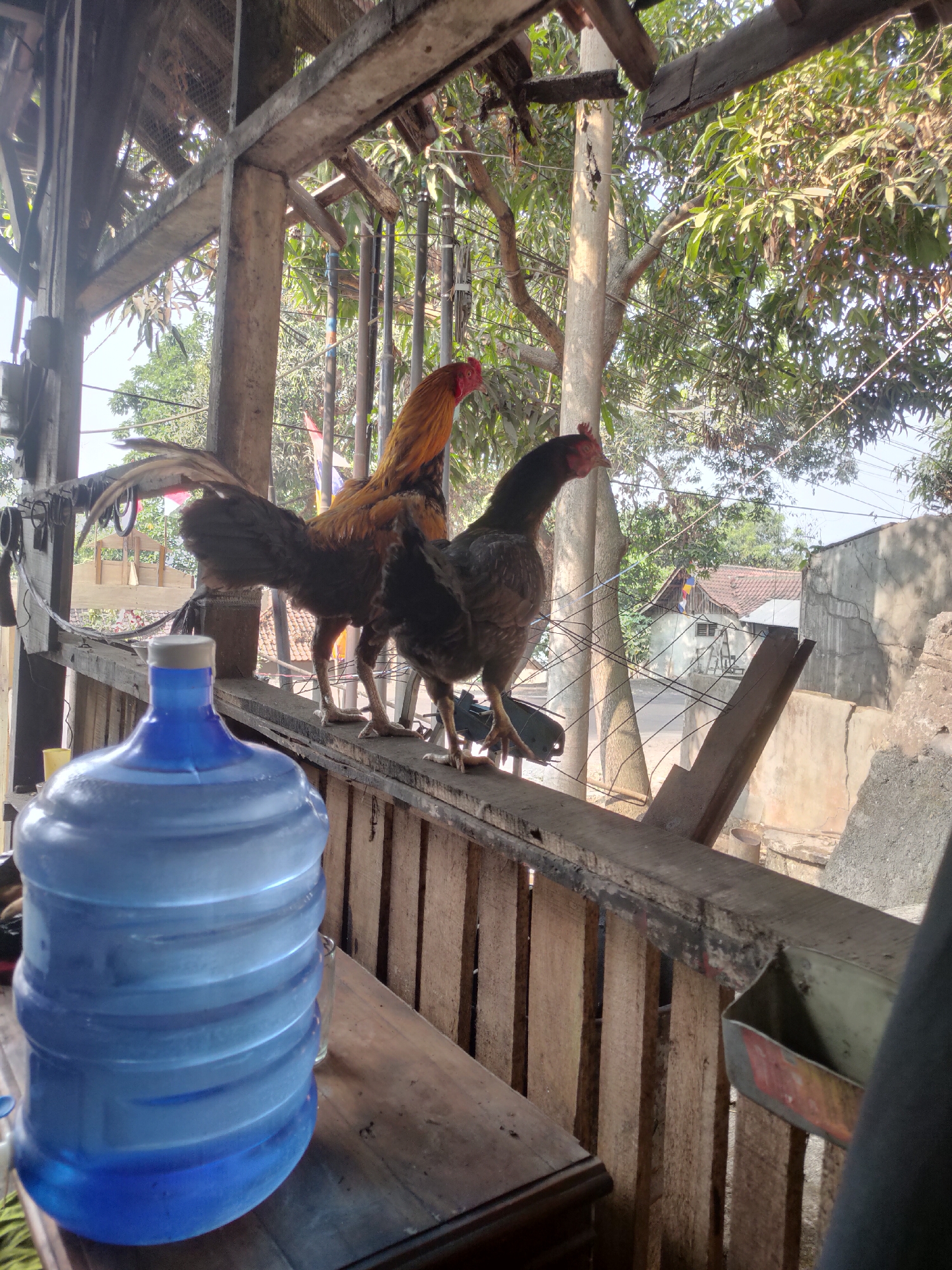 Two chickens, one a rooster with a prominent golden-brown and black plumage, and the other a hen with dark brown feathers, stand on a wooden railing under an open-air structure. The rooster is positioned behind and slightly to the left of the hen, both facing towards the right of the frame. In the foreground, a large, translucent blue water jug with ripples from its plastic construction occupies the lower left quadrant of the image. The background reveals a residential area with houses, trees, and visible power lines, suggesting an outdoor setting in a semi-urban or rural environment, consistent with locations in Sumedang, Indonesia. The lighting indicates it is daytime, likely morning or afternoon given the shadows. The structure they are on appears to be part of a simple building, possibly a home or a farm building, with wooden supports and a corrugated roof partially visible.