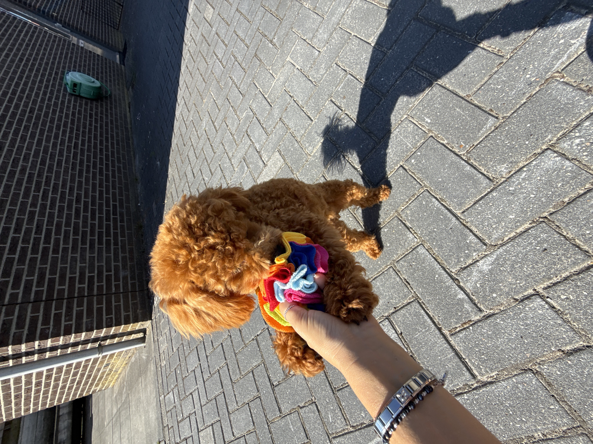 The image depicts a small, fluffy, reddish-brown poodle holding a colorful, multi-layered toy in its mouth. The poodle is standing on a grey brick paver patio. In the foreground, a person's hand, adorned with a silver watch and bracelets, is holding the toy, suggesting interaction with the dog. The background features a dark brick wall with a green hose reel attached to it, and a section of a building's foundation. The scene is outdoors, under bright sunlight, casting a distinct shadow of the dog and person onto the patio. The location is identified as Marum, Netherlands.