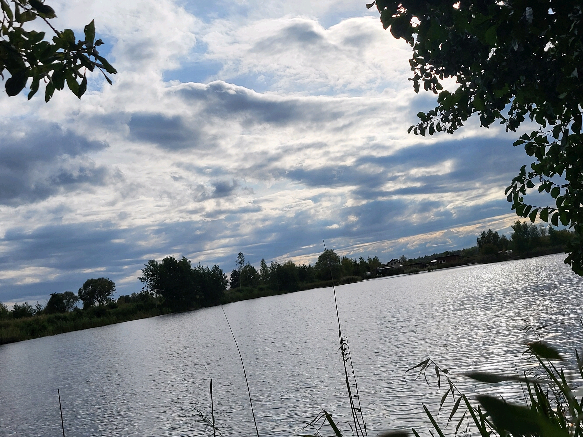 This is an outdoor, eye-level, wide shot photograph taken on a cloudy day, featuring a large body of water and a tree-lined shore. The water occupies the lower half of the image and reflects the cloudy sky. In the background, a dense line of green trees runs along the far bank of the water. A few small buildings are visible nestled among the trees on the right side of the shore, suggesting a rural or semi-rural residential area. The sky is filled with dramatic, layered clouds, with patches of bright light breaking through in places. The foreground on the right is partially obscured by dark green leaves and branches of a tree, and on the left, by tall, dry grasses. The overall impression is one of a serene, natural landscape, likely a lake or a wide river, located in the vicinity of Kalnciems, Latvia.