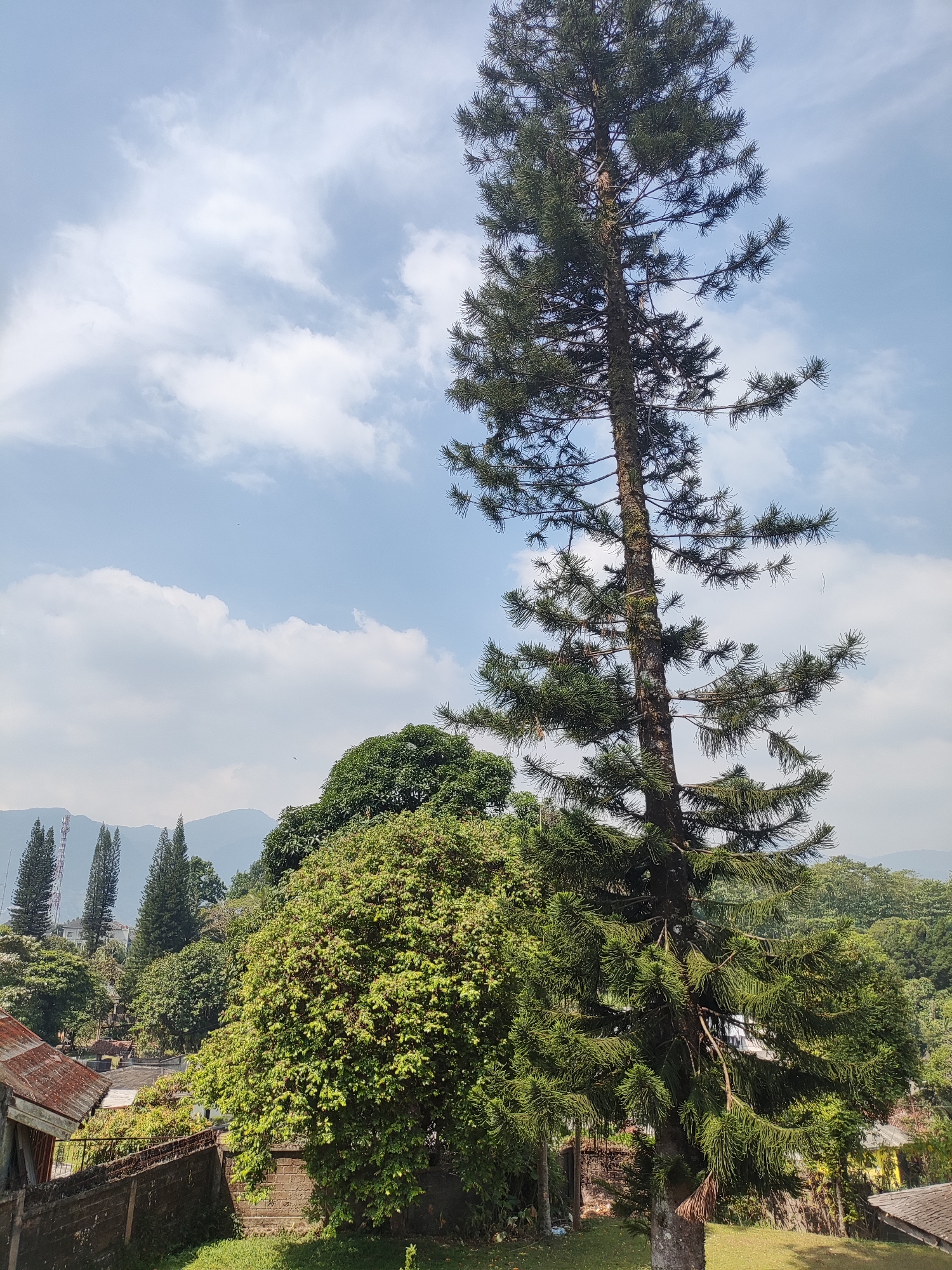 The image depicts a tall, slender pine tree in the foreground, with its branches reaching towards a sky filled with scattered white clouds. Behind the pine tree, a lush, green landscape unfolds, characterized by dense foliage and rolling hills in the distance. Several other trees of varying sizes and types are visible, contributing to the verdant scenery.
In the middle ground, hints of human habitation can be seen, including rooftops of houses and what appears to be a brick wall. The presence of telecommunication towers in the background suggests that this scene is likely located in or near a populated area. The overall atmosphere is one of natural beauty, with a touch of human presence integrated into the landscape.
Considering the provided information that this image is from Cisarua, Indonesia, the scene likely represents a view from a residential area or a park within the town, known for its cooler climate and lush greenery due to its location in the Puncak Pass highlands. The pine tree, in particular, is a common sight in such regions.