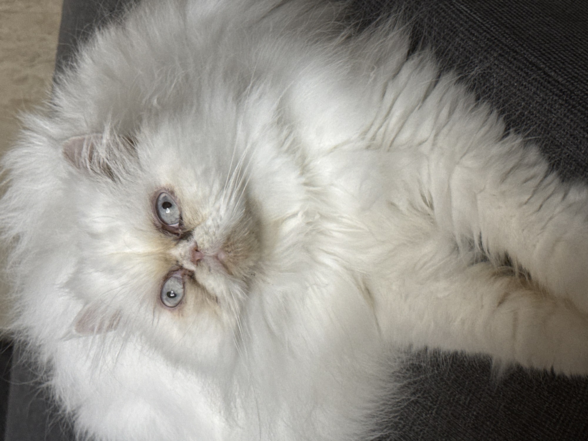 A close-up, eye-level shot showcases a fluffy white Persian cat lying on a dark gray textured surface, likely a couch or chair. The cat's eyes are wide open and have a striking light blue iris. Its face is broad and flattened, a characteristic of the breed, with a pink nose and a slightly open mouth. The fur is long and voluminous, obscuring the cat's body and giving it a very rounded appearance. The background is out of focus, providing a neutral backdrop that emphasizes the cat. There is no indication of the specific location within Burgas, Bulgaria; the scene is a domestic setting.