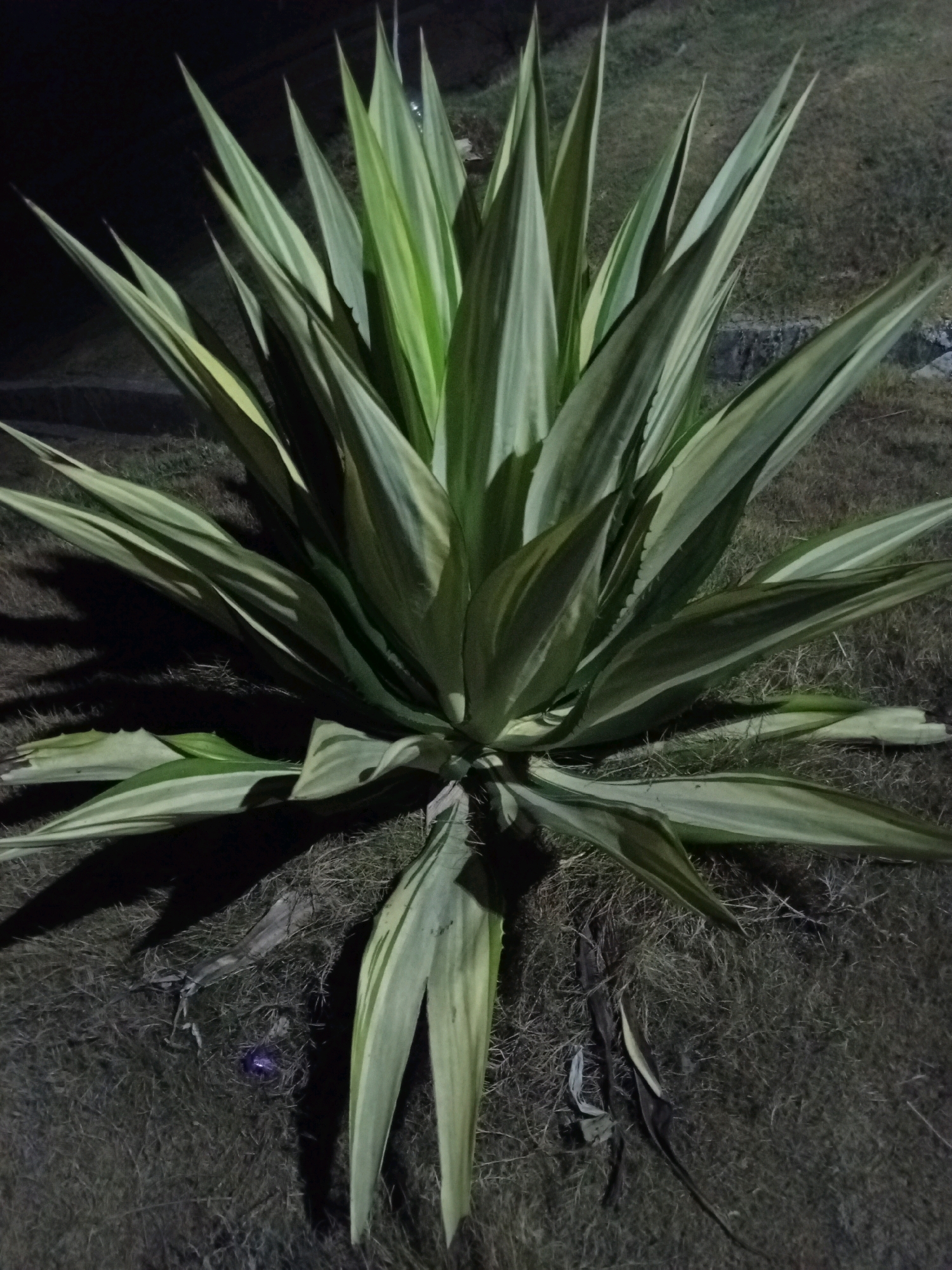 An Agave americana plant with variegated green and yellow leaves is pictured at night, likely in a public park or garden area in Malang, Indonesia. The plant is centered in the frame, with its spiky leaves fanning outwards. The ground around the plant is covered in dry grass and fallen leaves. Shadows are cast by the plant, indicating an artificial light source is present, possibly streetlights or a spotlight. In the lower center of the image, on the grass, there is a small, shiny purple object, possibly a piece of litter. The background is dark, suggesting the photograph was taken after sunset. There are no people or animals visible in the image.