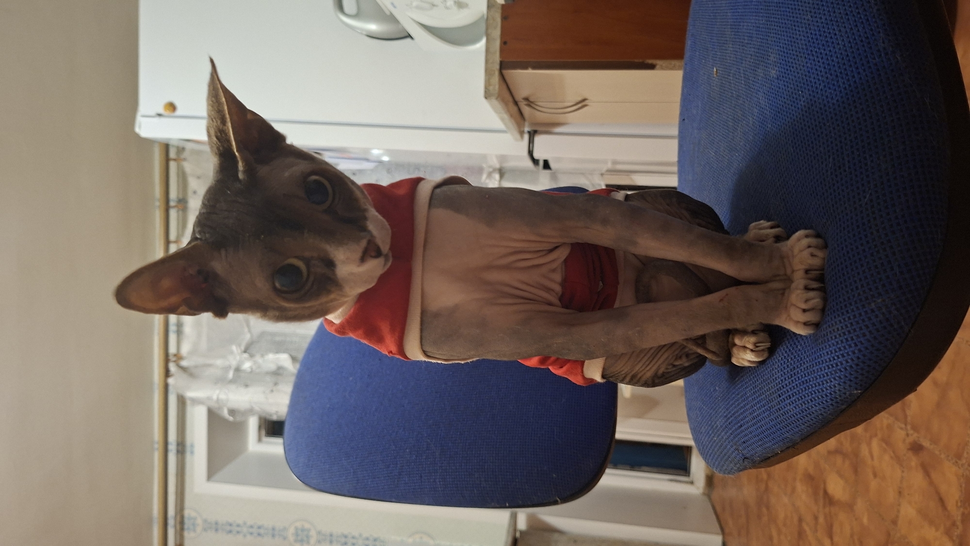 A hairless cat, wearing a red shirt, sits on a blue office chair in an indoor setting. The cat's skin is greyish-pink and wrinkled. Its large, round eyes are looking directly at the camera. The chair is placed on a wooden floor. In the background, there is a refrigerator and cabinetry, suggesting a kitchen or utility area. The environment appears to be residential. The specific location in Забалоцкі сельскі Савет, Belarus, is not discernible from the image.