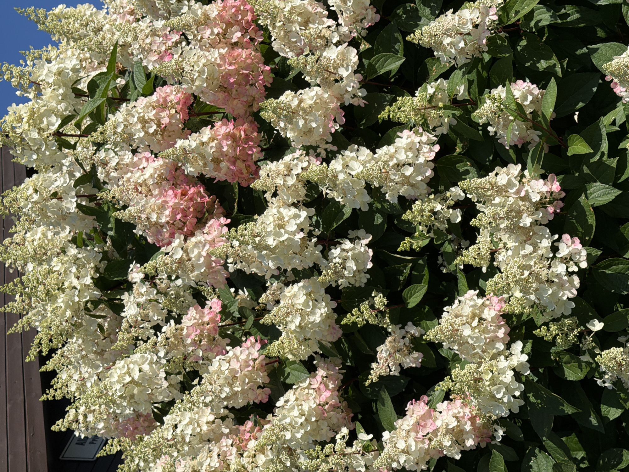A dense bush of panicle hydrangeas with cone-shaped flower clusters of white, cream, and pale pink hues fills the frame. The flowers are in various stages of bloom, with some clusters appearing more white and others showing a stronger pink tint. Dark green leaves are interspersed throughout the blossoms. The background is slightly blurred, showing a dark brown wooden structure at the top, suggesting an outdoor setting such as a garden or park. The sky is visible as a clear blue in the upper right corner. The overall impression is one of abundant and vibrant floral growth. The image is a close-up, likely taken during daylight hours.