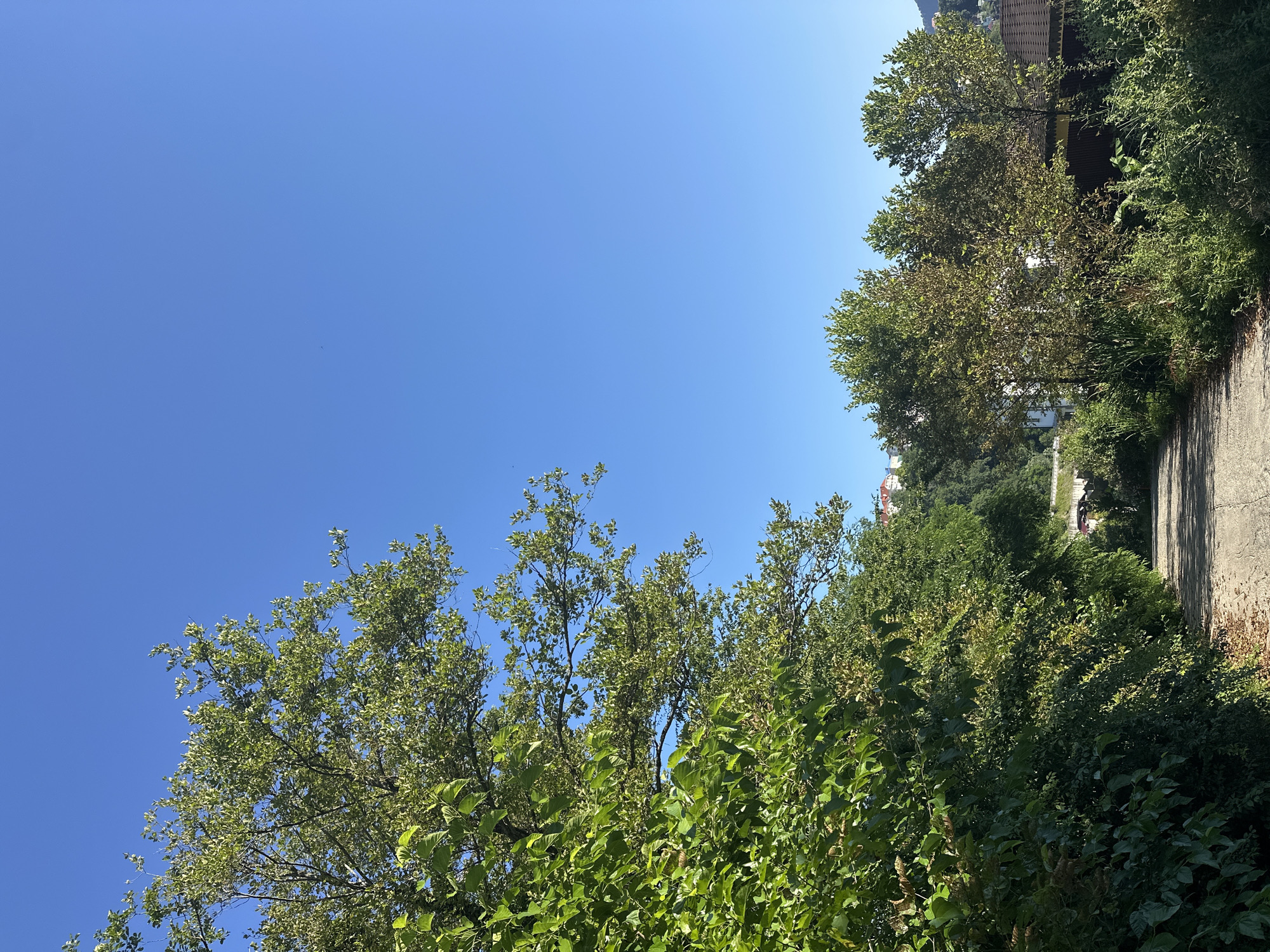 This is a vertical, eye-level, full-shot photograph of a paved road leading uphill in a rural, vegetated area. The sky is a clear, bright blue with no clouds. On the left side of the road, a dense canopy of green trees and bushes dominates the frame, with their leaves dappled in sunlight. The road itself is a light gray asphalt, appearing somewhat worn and with a few fallen leaves visible on its edges.
To the right of the road, the vegetation is less dense, consisting of taller trees with lighter green and yellowish-brown leaves, as well as shorter, wilder green grasses and bushes. In the middle ground, there are some buildings with brown roofs and yellow and brown siding. Further up the hill, more buildings with red roofs are visible, suggesting a settlement. The terrain appears to be hilly or mountainous, with the buildings situated on the slopes. The lighting indicates it is daytime, likely late morning or early afternoon, given the strong sunlight and clear sky. The image does not depict any people or animals. This scene is located in the city of Verkhniy Yurt, Russia.