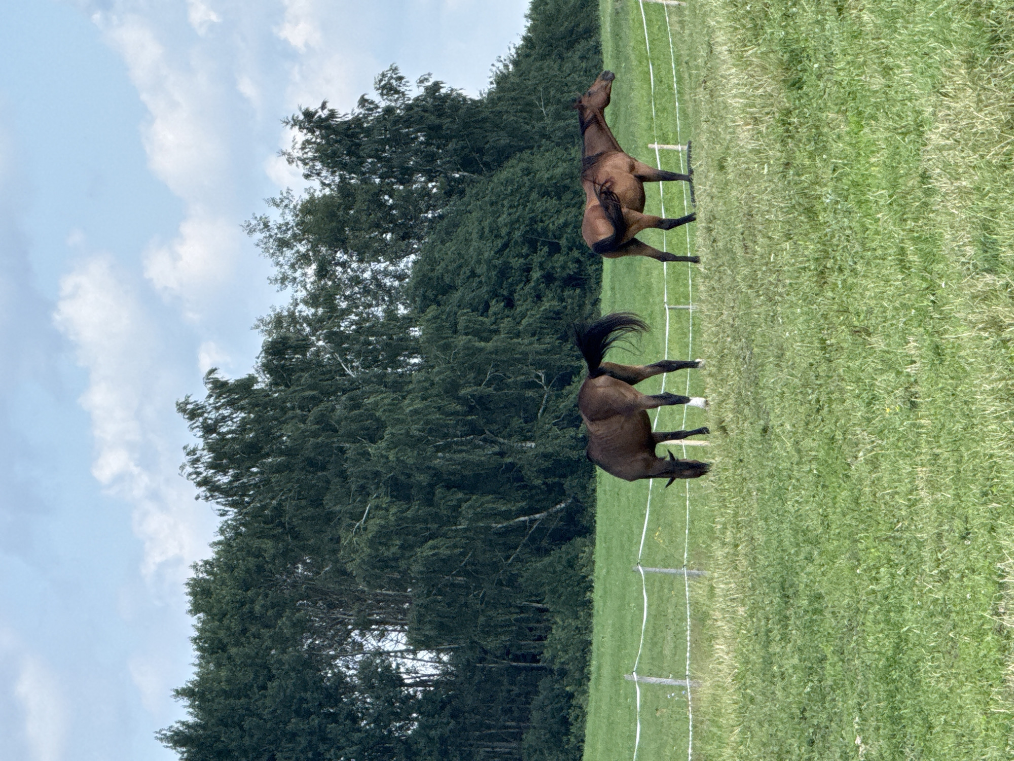 The image depicts a pastoral scene with two horses grazing in a fenced field. A line of trees forms the backdrop, with a cloudy sky above. The field is covered in lush green grass, and a white electric fence with wooden posts runs horizontally across the frame, separating the foreground from the background. The horse on the left is dark brown and is actively grazing with its head down. The horse on the right is a lighter shade of brown and is also grazing, but its head is slightly raised, and it appears to be looking to the right. The trees are dense and varied in height, with some appearing taller and more mature than others. The sky is a light blue with scattered white clouds. The overall impression is one of peaceful rural life. The scene is located in Galinė, Lithuania.