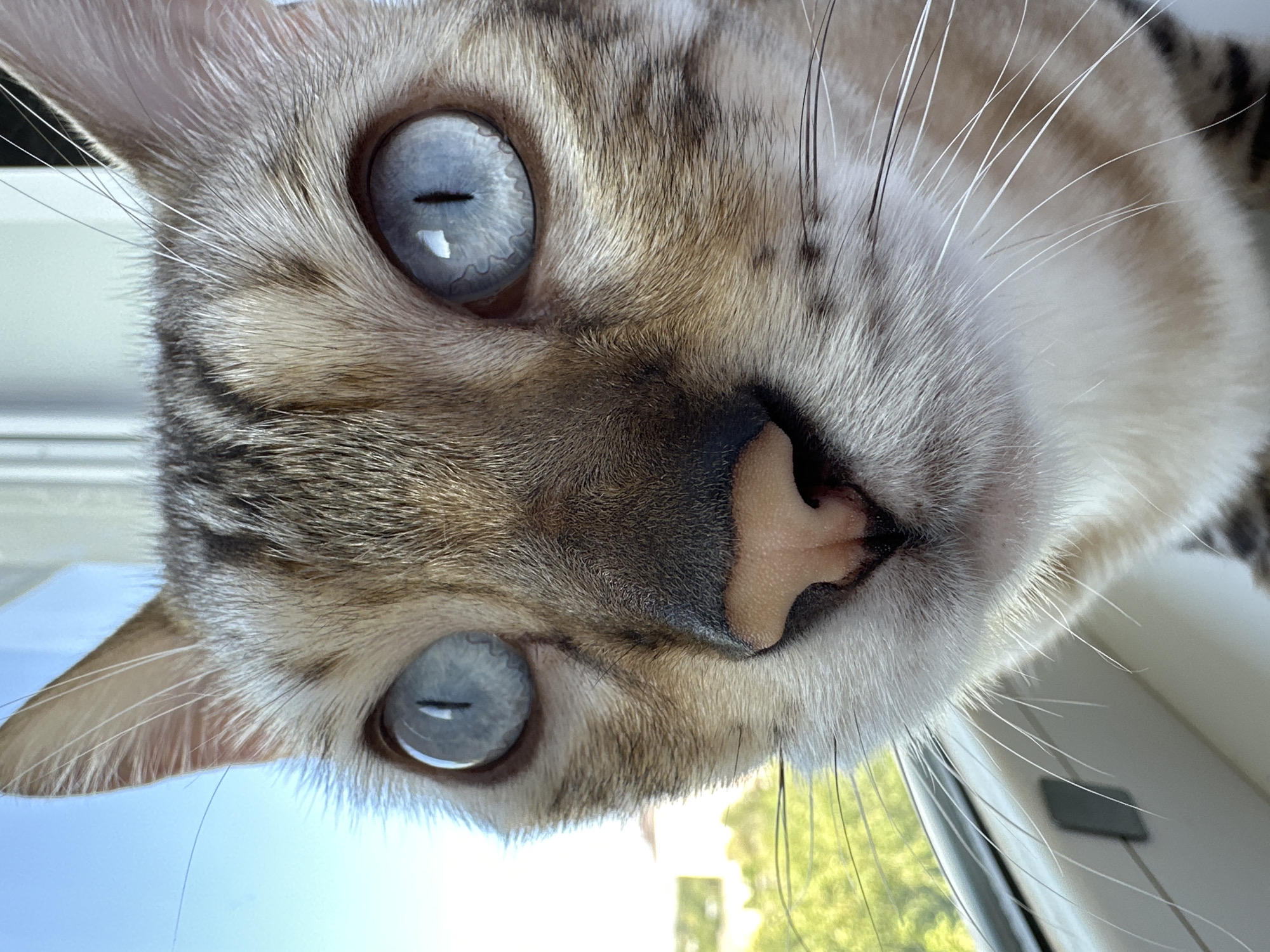 A close-up, eye-level shot focuses on the face of a cat, likely a Bengal breed, due to its striking blue eyes and distinctive markings. The cat's fur is a mix of tan, brown, and black stripes, with a light-colored muzzle and white whiskers. Its large, bright blue eyes are wide open, reflecting light and showcasing intricate patterns within the irises. The cat's nose is a pale pinkish-brown. The background is blurred, showing hints of green foliage and a bright blue sky, suggesting an outdoor or window-adjacent setting. The image is sharp and detailed, capturing the texture of the cat's fur and the reflections in its eyes. The location in Energetik, Russia, is not depicted or implied by the visual elements of the image.