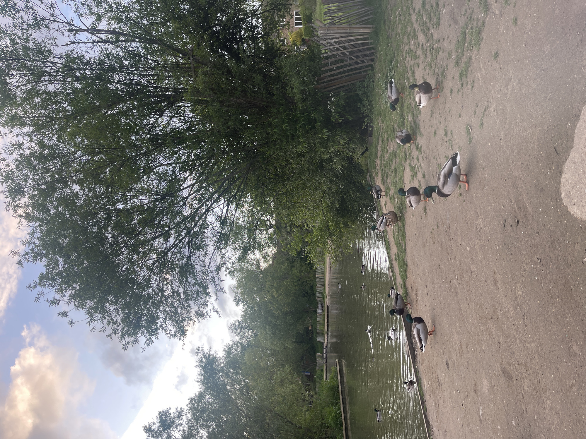 The image depicts a lakeside scene in Maidstone, United Kingdom. A tree with abundant foliage dominates the left side of the frame. A body of water runs across the middle. A group of ducks is present on the bank. A weathered fence can be seen in the background. The sky is visible above the trees and features clouds.