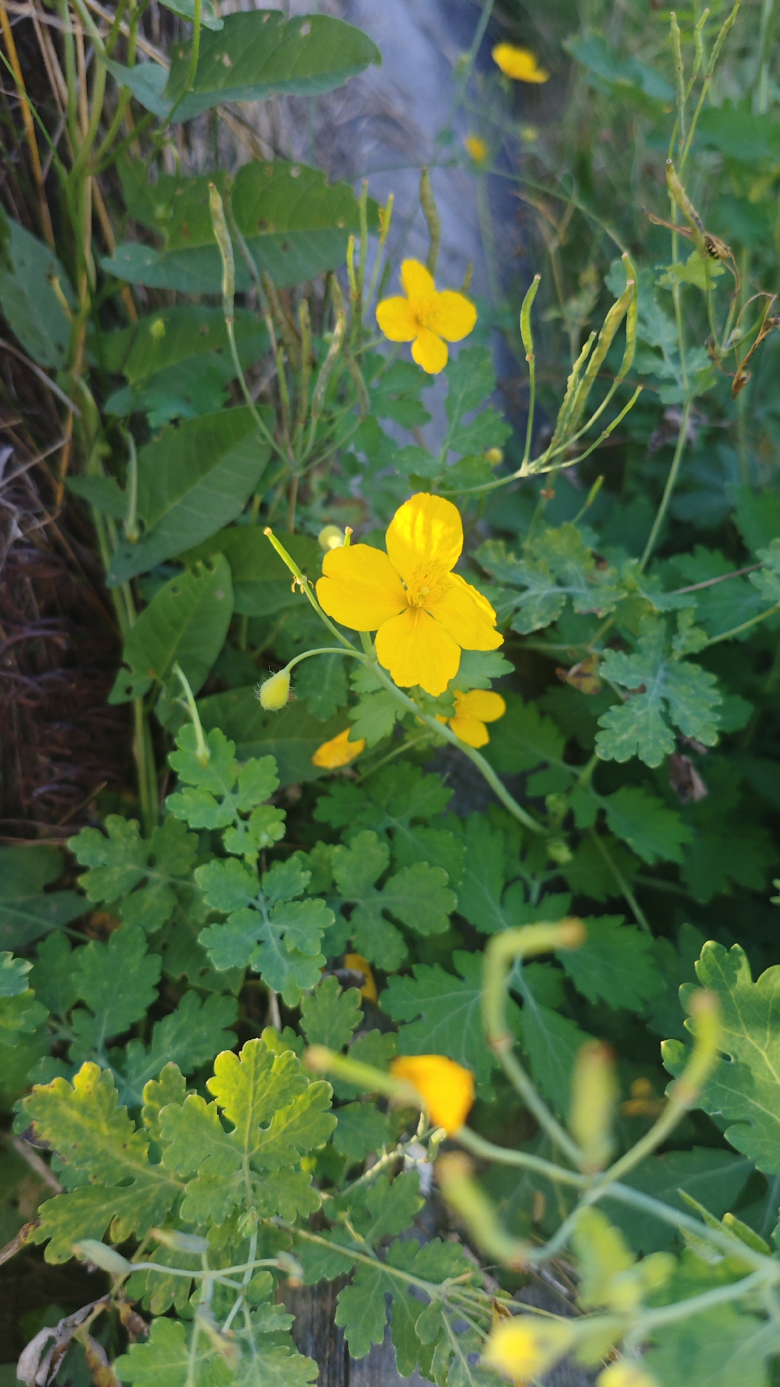 The image depicts a close-up view of yellow flowers and green foliage, likely in a natural or semi-natural setting. The flowers are bright yellow with four petals and are the primary subjects, with one prominent flower in the center and others blurred in the background. The leaves are a vibrant green, some lobed and others elongated. Several long, green seed pods are also visible, suggesting the plants are in a reproductive stage. The overall lighting suggests it is daytime, with some areas in shadow and others illuminated by sunlight. The background is a blur of green and brown, with hints of a rough texture that could be wood or stone. There are no people, animals, or specific urban features visible that would definitively place the scene within Serebriansk, Kazakhstan.
