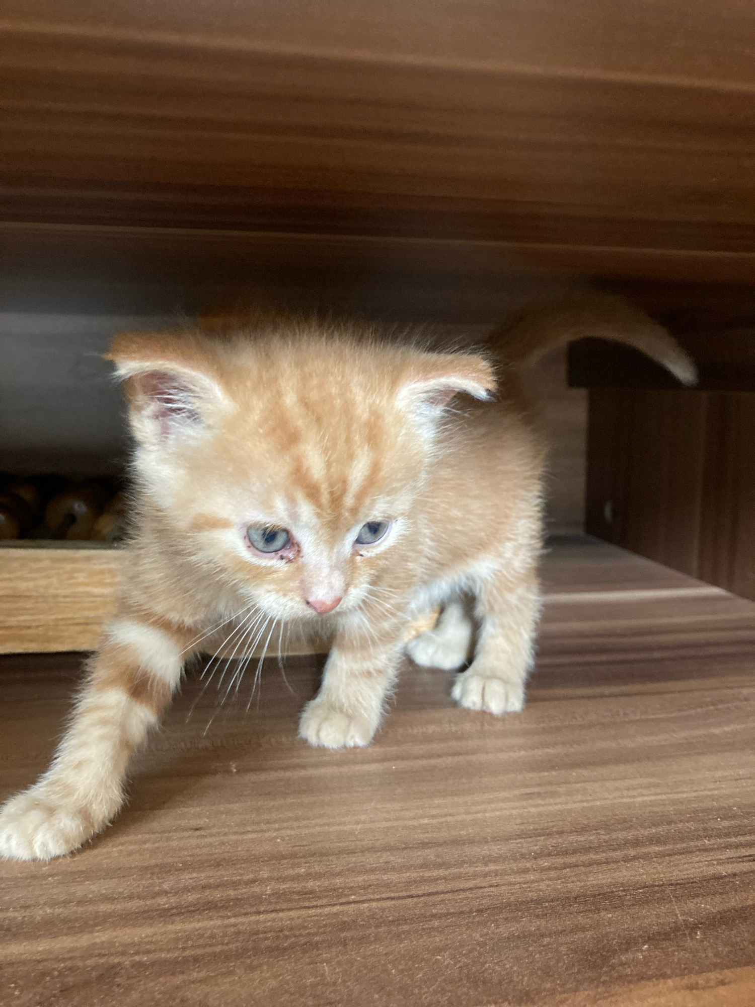An orange tabby kitten with blue eyes is cautiously walking on a wooden surface. The kitten is partially obscured by its own body and the surrounding environment. The background consists of wooden shelves and a wooden box containing what appears to be food items. The lighting suggests an indoor setting. The scene is located in Матыкальскі сельскі Савет, Belarus.