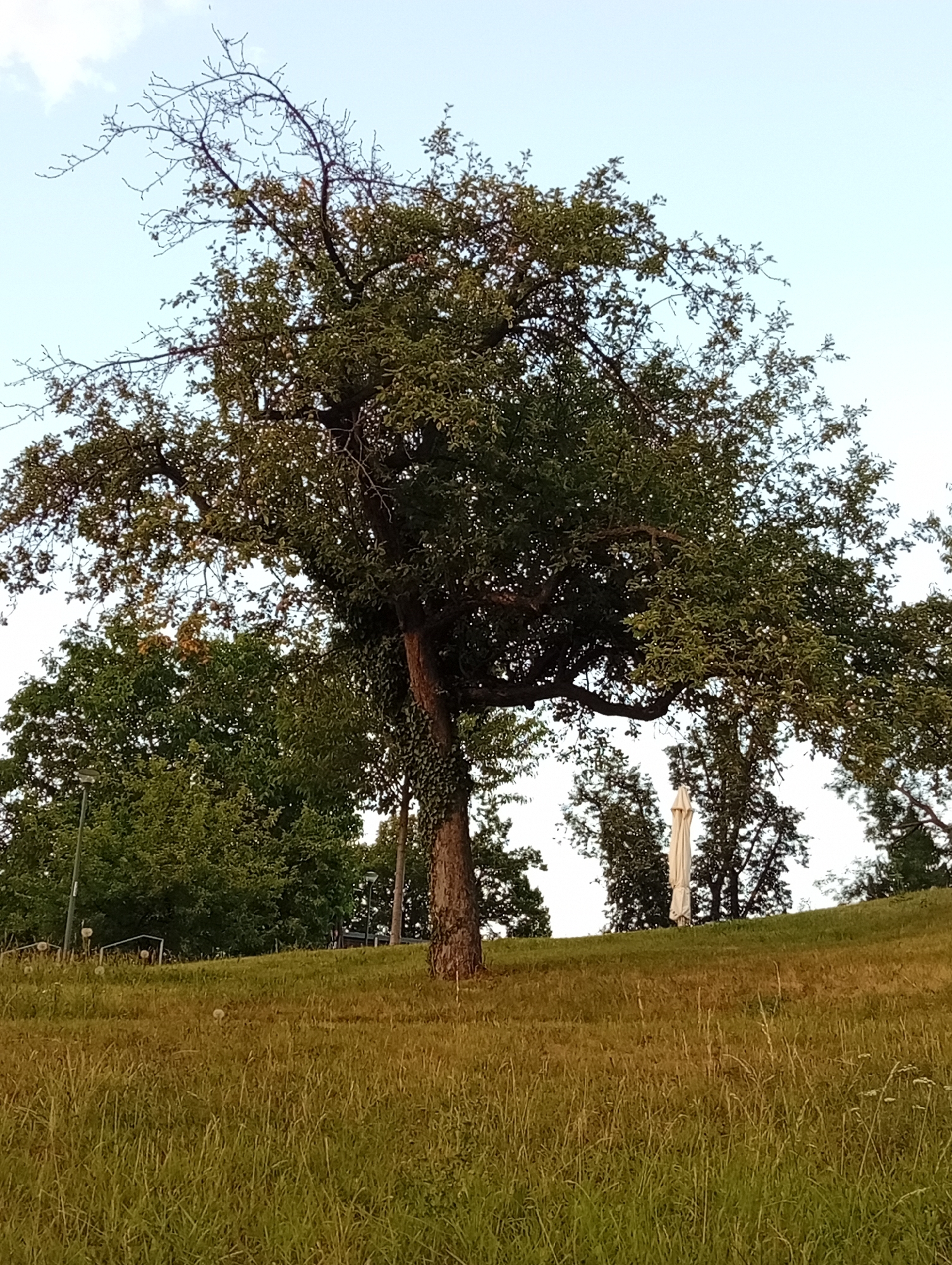 The image depicts an outdoor scene with a prominent tree in the foreground, situated on a grassy hill. The tree has a thick trunk with ivy growing on it and a canopy of green leaves. Behind the main tree, several other trees are visible, with a white umbrella or parasol standing between them. The hill is covered in tall, dry grass. In the background, a clear sky is visible. A lamppost can be seen on the left side of the image, behind the main tree. The overall setting appears to be a park or a natural area within a city. The image is captured from a low angle, looking up towards the tree and the sky.