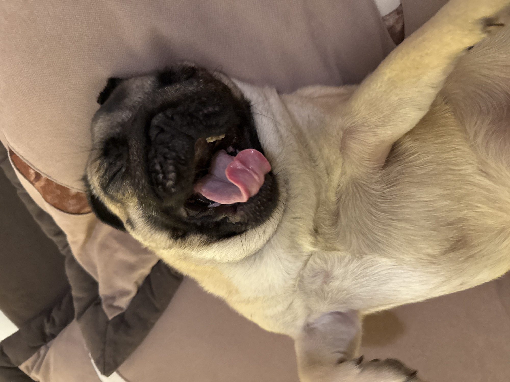 A pug dog is lying on its back on a sofa with its mouth open and tongue hanging out. The dog has fawn-colored fur with a black mask and ears. The sofa appears to be made of a soft, textured fabric in a light brown or beige color. Behind the dog, there are dark brown pillows. The lighting is dim, creating a warm and cozy atmosphere. The image is a close-up shot, focusing on the dog's face and upper body.