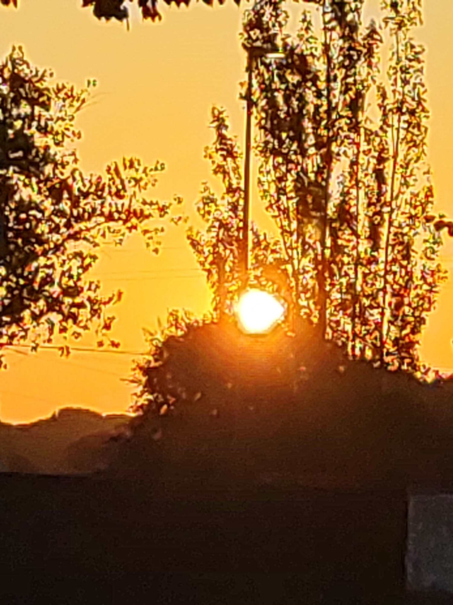 The image depicts a sunset viewed through trees in Traspinedo, Spain. The sun, a bright, luminous orb, is partially obscured by foliage and a dark, silhouetted mound in the foreground. The sky is a vibrant gradient of orange and yellow, with wispy clouds. The trees are tall and slender, with dense clusters of leaves that create intricate patterns of light and shadow. The overall impression is one of natural beauty and tranquility.