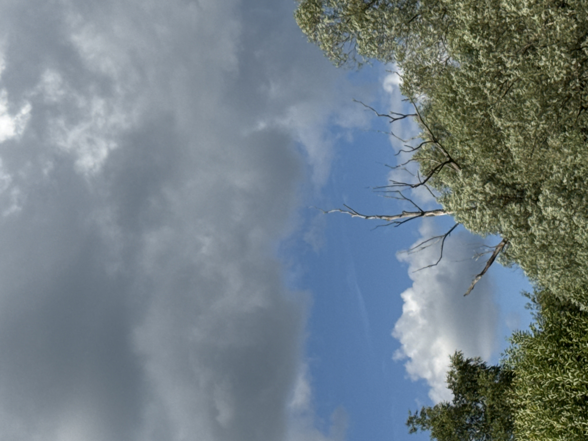 This image captures a scene of foliage and sky, with a portion of the city of Serpukhov, Russia, visible in the background. The sky is dominated by a mix of dark gray and lighter gray clouds, with patches of blue sky peeking through. In the foreground, there are various trees and branches. One tree on the right is large and lush with light green leaves. To the left, there are darker green trees and bushes, and a bare, dead tree branch extends upwards from the middle left of the frame. The overall impression is of a natural landscape with overcast weather. No people or actions are depicted in the image.