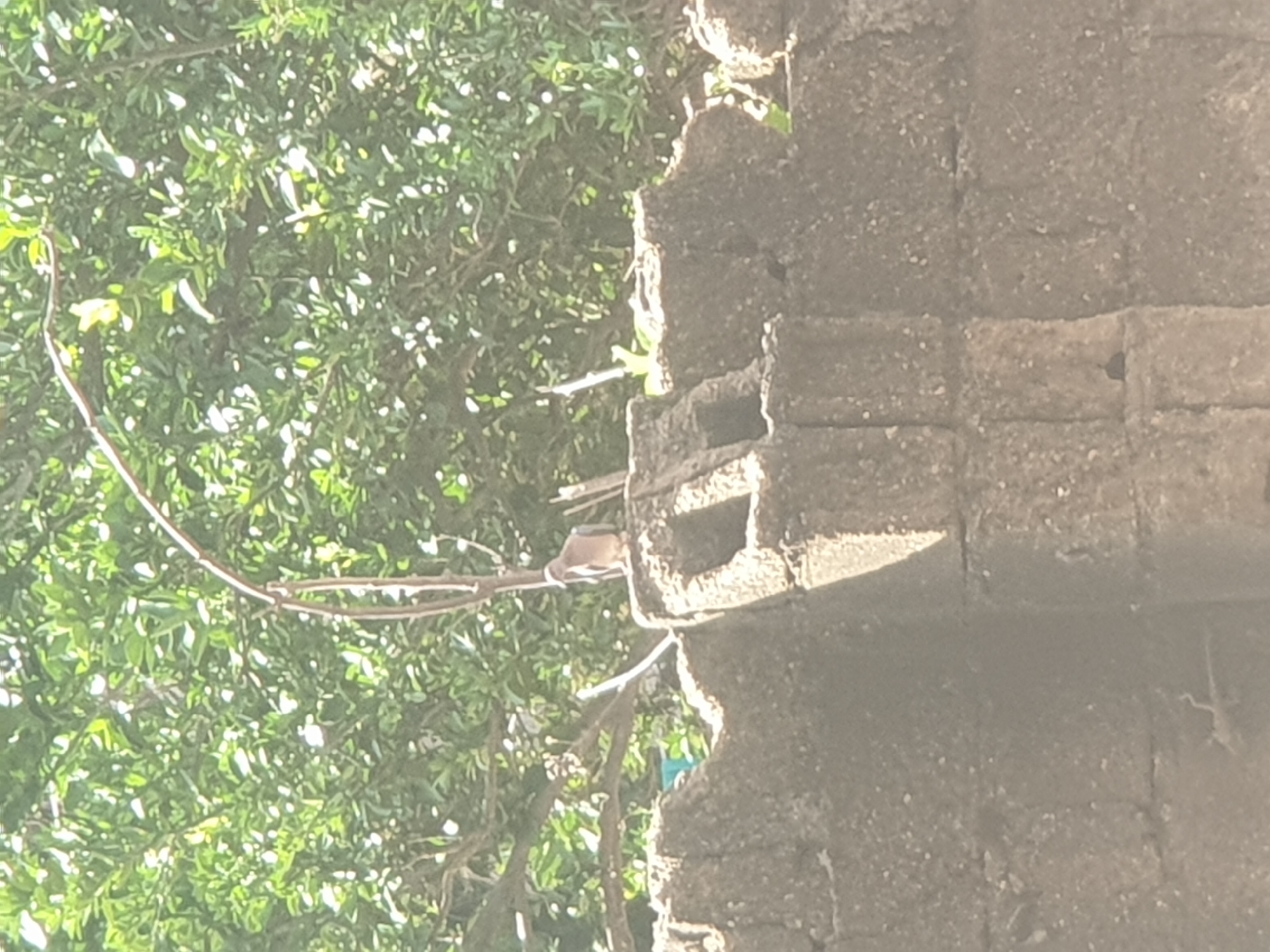 A bird is perched on a concrete wall under a tree in Jalingo, Nigeria. The bird is light brown and is looking to the right. The wall is made of large, rectangular concrete blocks and is weathered and cracked. The tree has green leaves and is in the background. The lighting suggests it is daytime.