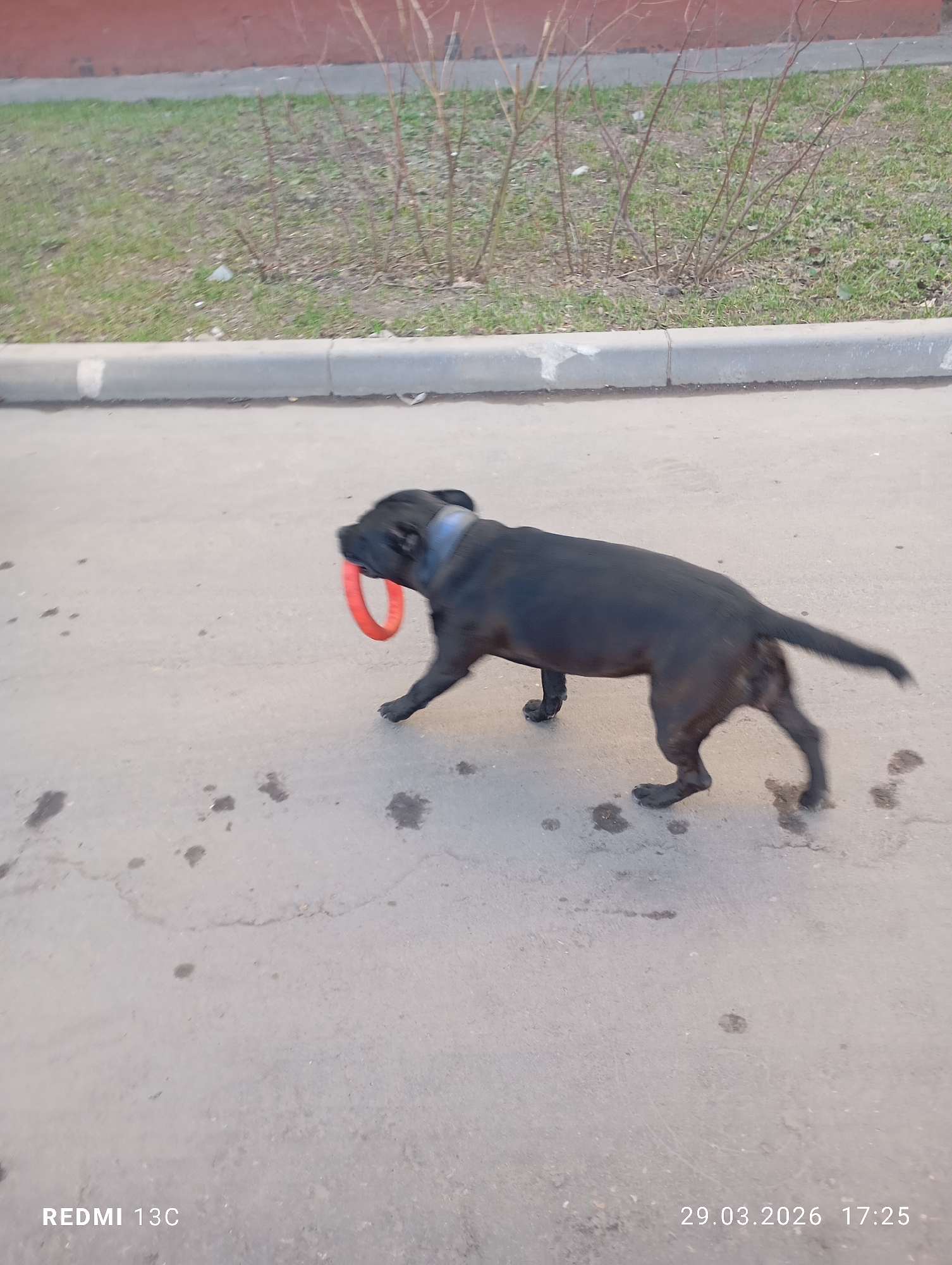 A black dog is carrying a red toy in its mouth on a paved surface. The location appears to be outdoors in an urban area in Moscow, Russia, based on the vegetation, street design, and the presence of a curb. The dog is wearing a blue collar. There are dark spots on the paved surface. The date "29.03.2026" is visible in the bottom right corner of the image.