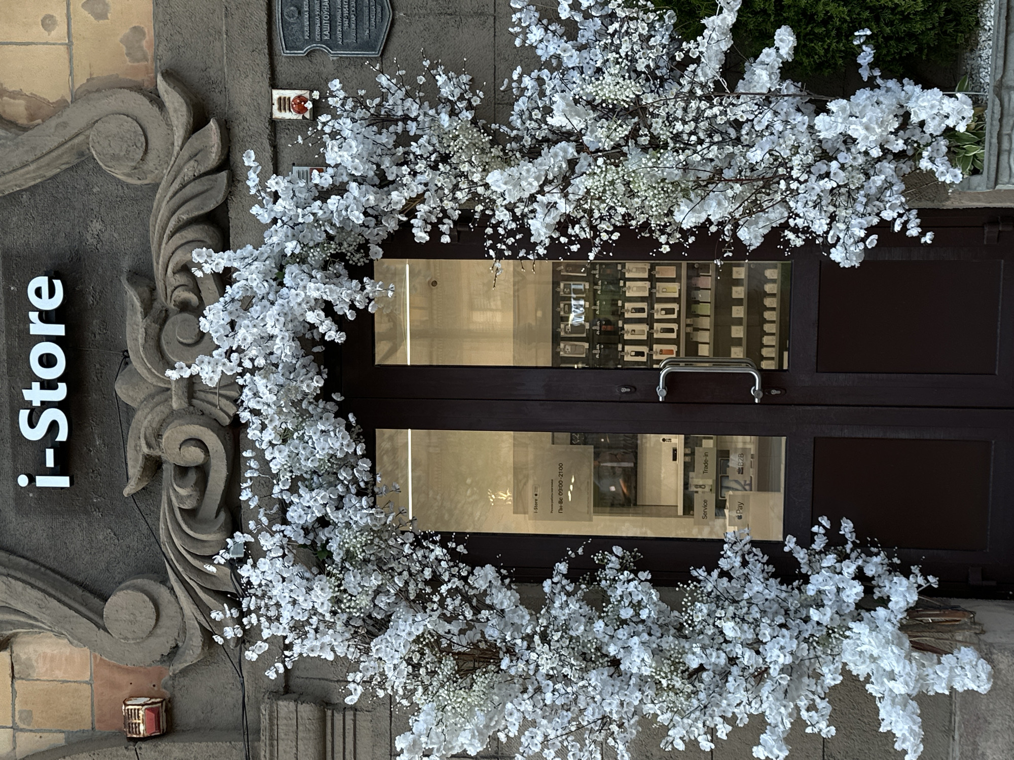 This is an exterior, eye-level, slightly angled shot of an Apple store facade decorated with an abundance of white artificial cherry blossoms and baby's breath. The blossoms create a floral archway framing the store's entrance. The store's name, "i-Store," is visible on the left side of the building in large white letters.
The entrance itself consists of double dark brown doors with glass panels. Through the glass, one can see displays of Apple products. A sign is visible on the lower glass panel with text in Cyrillic, indicating the store hours: "Пн-Вс 09:00-21:00" (Monday-Sunday 09:00-21:00). Other text on the glass, also in Cyrillic, appears to relate to services like "Service," "Trade-in," "Pay," and "B2B."
Above the door and to the left, there's a historical plaque mounted on the stone building, with text in Cyrillic. There's also a red doorbell button visible on the wall. The building's facade features ornate stone carvings on the left side. The lighting suggests it is daytime, with the sun casting some reflections on the glass. The overall scene is festive and inviting, with the floral decorations adding a touch of elegance. The location is identified as Minsk, Belarus.