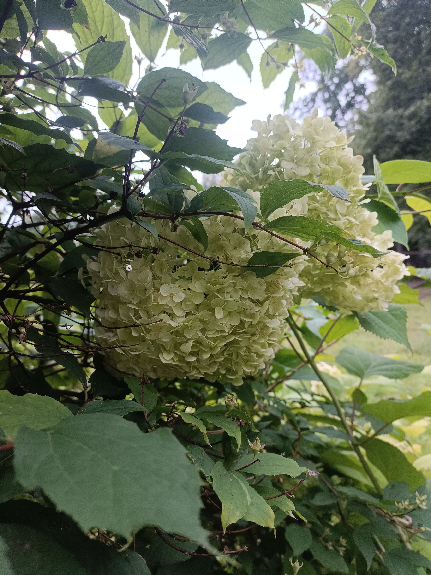 The image depicts a close-up view of a cluster of pale green hydrangeas, likely in a garden setting. The flowers are dense and spherical, composed of numerous small, delicate florets. Surrounding the blooms are lush green leaves and thin, dark branches, creating a natural, somewhat overgrown appearance. The background is softly blurred, showing hints of other foliage and a bright, overcast sky. The image was captured in Yaroslavl, Russia, suggesting it is a scene from a Russian garden or park. There are no people or animals visible in the frame, and no actions or interactions are taking place. The overall impression is one of natural beauty and tranquility, with a focus on the intricate details of the flowers and surrounding plant life.