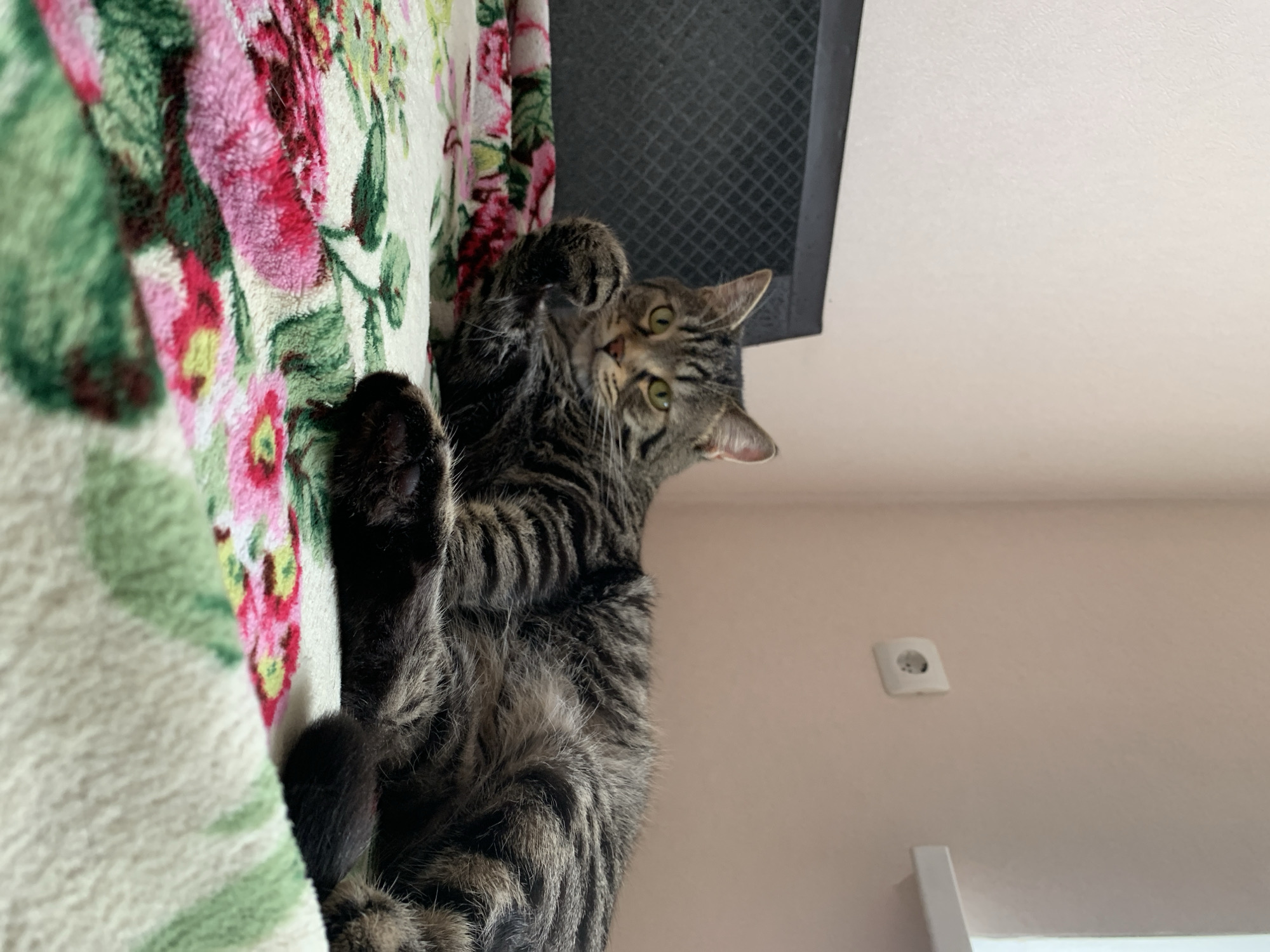 A low-angle shot depicts a tabby cat clinging to a floral-patterned blanket. The cat is predominantly gray and black striped, with green eyes and pink ears. Its right paw is raised. The blanket is cream-colored with green leaves and pink and red flowers. Above the cat is a dark, vented structure attached to a white ceiling. A light pink wall is visible to the right, featuring a white electrical outlet and a partial white door frame near the bottom. The location is Stavropol, Russia.
