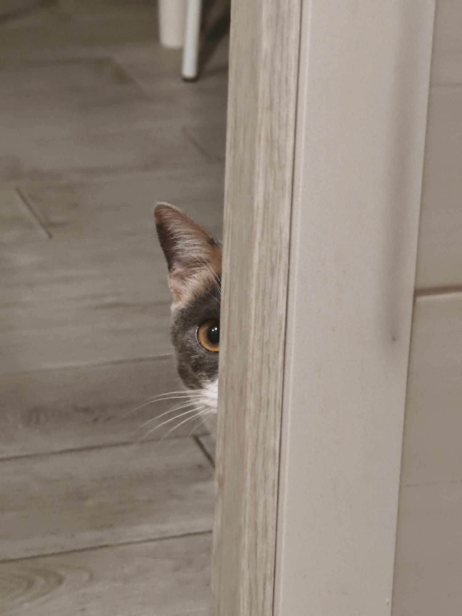 The image shows a close-up of a cat peeking around a doorframe. The cat has calico fur with patches of grey, white, and orange. Its left eye, which is a striking amber color, is clearly visible. The cat's whiskers are prominent and spread out. The background consists of a wooden floor with a light, greyish-brown hue, and a section of a light-colored doorframe. There are no discernible elements in the image that would indicate a location in Sochi, Russia. The scene is domestic and focused on the animal.