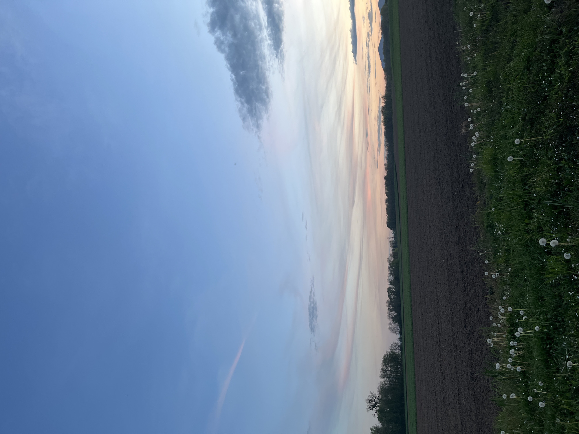 The image displays a tranquil rural landscape at sunset, likely in Limersheim, France. The scene is dominated by a vast sky that transitions from a clear, deep blue on the left to softer hues of pale orange, pink, and yellow on the right, indicating the setting sun. Several clouds are visible; some are dark grey and scattered in the blue portion of the sky, while others are wispy and streaked with sunset colors across the warmer parts.
Below the horizon line, the foreground is composed of two distinct sections. On the left, a large expanse of dark, tilled earth suggests a recently ploughed field. To the right, a lush strip of green grass borders the field, dotted abundantly with white dandelion seed heads, appearing as fluffy spheres. In the middle distance, a dark line of trees forms a natural boundary across the horizon. Faint silhouettes of distant mountains or hills can be seen above the treeline, particularly towards the right side where the sky's colors are most intense.
The time of day is clearly late evening or dusk, evidenced by the soft, warm light and the vibrant sunset colors in the sky. The weather appears clear and calm. No specific activity or event is taking place, nor are any people or animals visible. There is no discernible text within the image. The overall atmosphere is one of serenity and natural beauty.