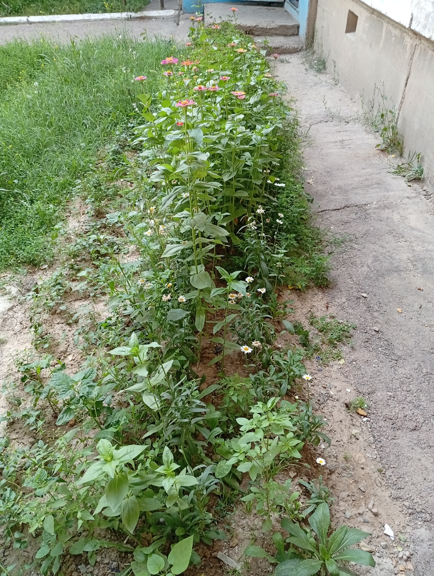 A pathway lined with a flower bed and tall grass runs alongside a concrete building. The pathway is made of cracked concrete and appears to be slightly overgrown with weeds. To the left of the pathway is a flower bed containing several varieties of flowers, predominantly pink and white daisies, with lush green foliage. Beyond the flower bed, tall green grass is visible. To the right of the pathway, a light-colored concrete building with a blue trim is present. The building has a small, dark square window. The scene suggests an outdoor setting, likely in a residential or public area. The image is taken from a slightly elevated angle, looking down at the pathway and flower bed. The overall impression is one of a moderately maintained outdoor space.