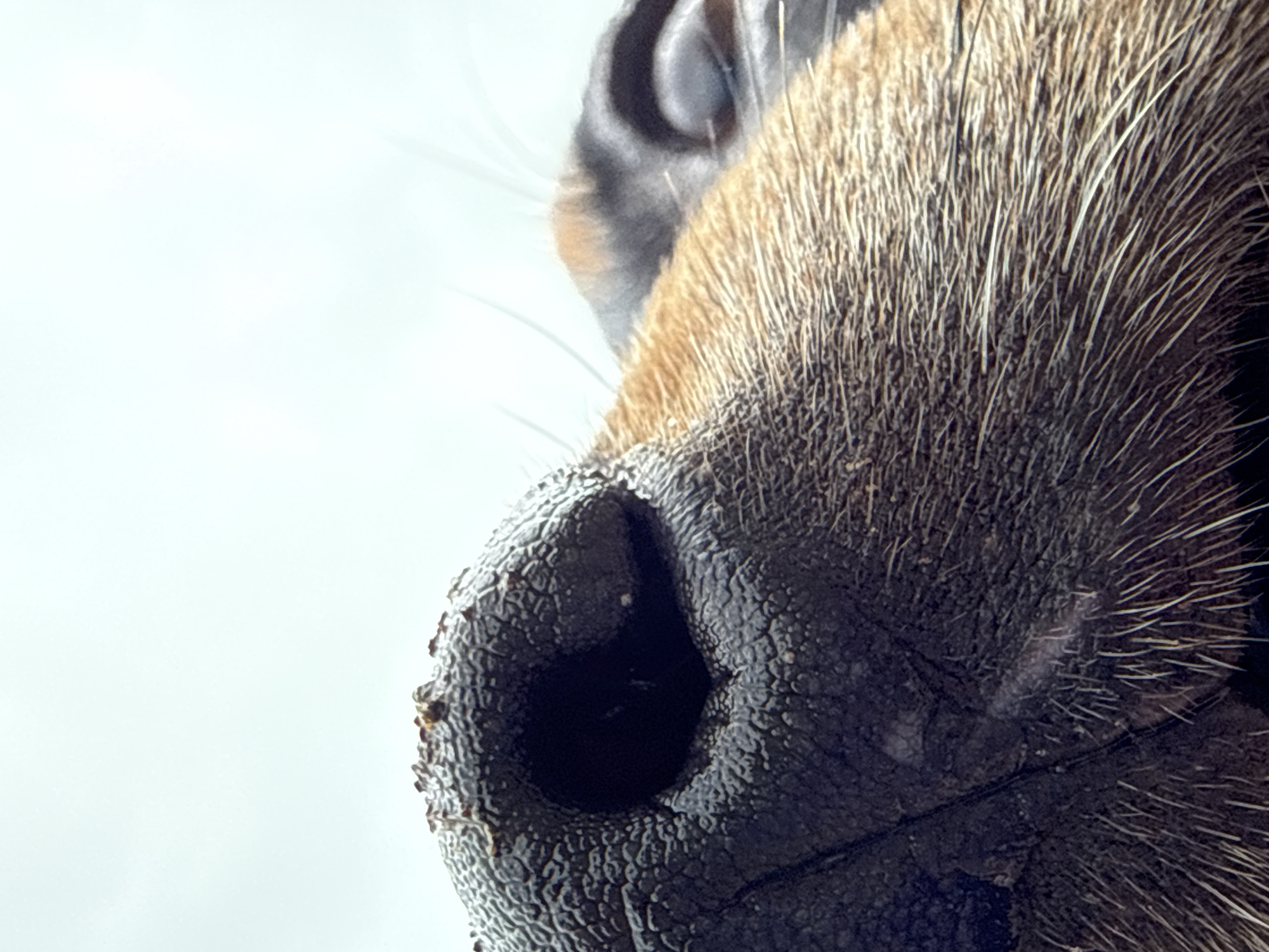 This is a close-up, low-angle shot of a dog's wet, black nose and part of its snout. The dog's nose is textured with a reticulated pattern, and there are some small specks of dirt on its surface. The fur on the snout is a mix of brown and black. In the background, out of focus, is a pale, bright sky. This image was captured in Nizhnyaya Chermoda, Russia.