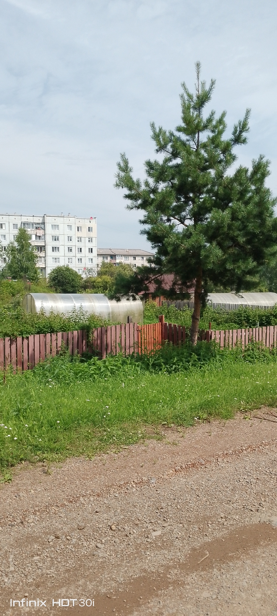 The image shows a scene in Kedrovy, Russia, with a gravel path in the foreground. A wooden fence, painted in shades of red and orange, runs horizontally across the midground, separating the path from a grassy area with abundant green vegetation. Behind the fence, there is a greenhouse with a transparent cover, and further in the background, two apartment buildings and some trees are visible. A mature pine tree stands tall on the right side of the image, its branches extending towards the sky. The sky is overcast with light clouds. The watermarks "Infinix HOT 30i" are present in the bottom left corner of the image.