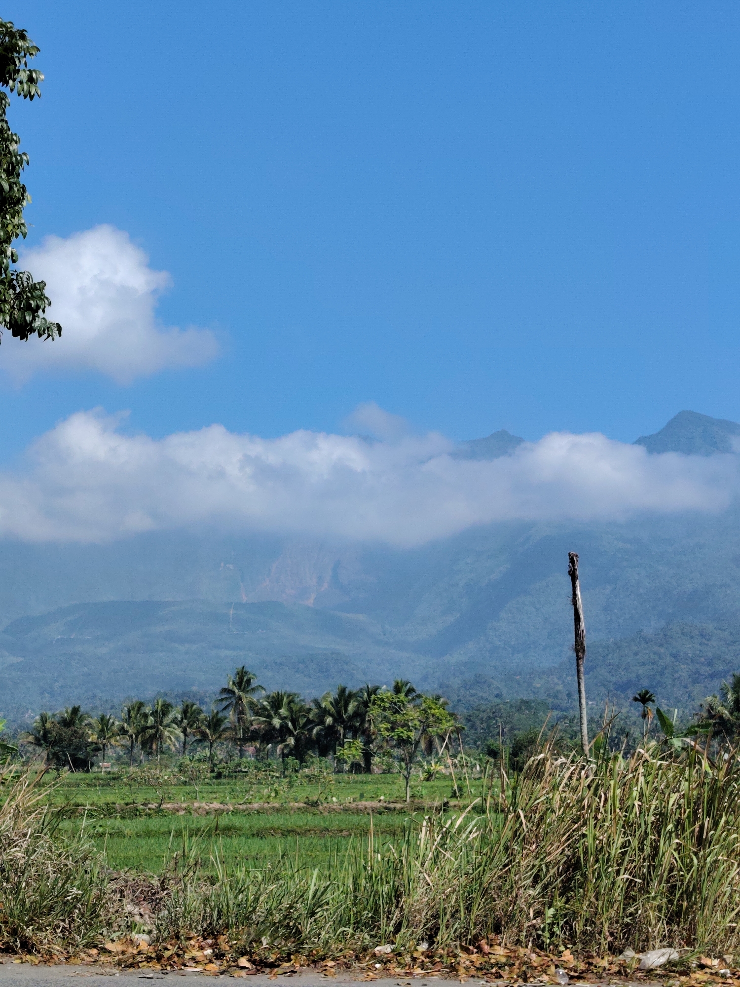 A landscape photograph captures a rural scene with a clear blue sky. In the foreground, tall dry grasses and some fallen leaves are visible on the ground bordering a road. A tall, dead tree trunk stands upright to the right of the frame. Behind the grasses, a green rice paddy stretches across the middle ground, dotted with a line of palm trees and other vegetation. Further in the background, a range of mountains is shrouded in mist and clouds, with a patch of reddish-brown earth exposed on one of the slopes, possibly indicating a landslide or bare rock. The overall impression is of a serene, natural environment under a bright sky. The location is identified as Sinagar, Indonesia.