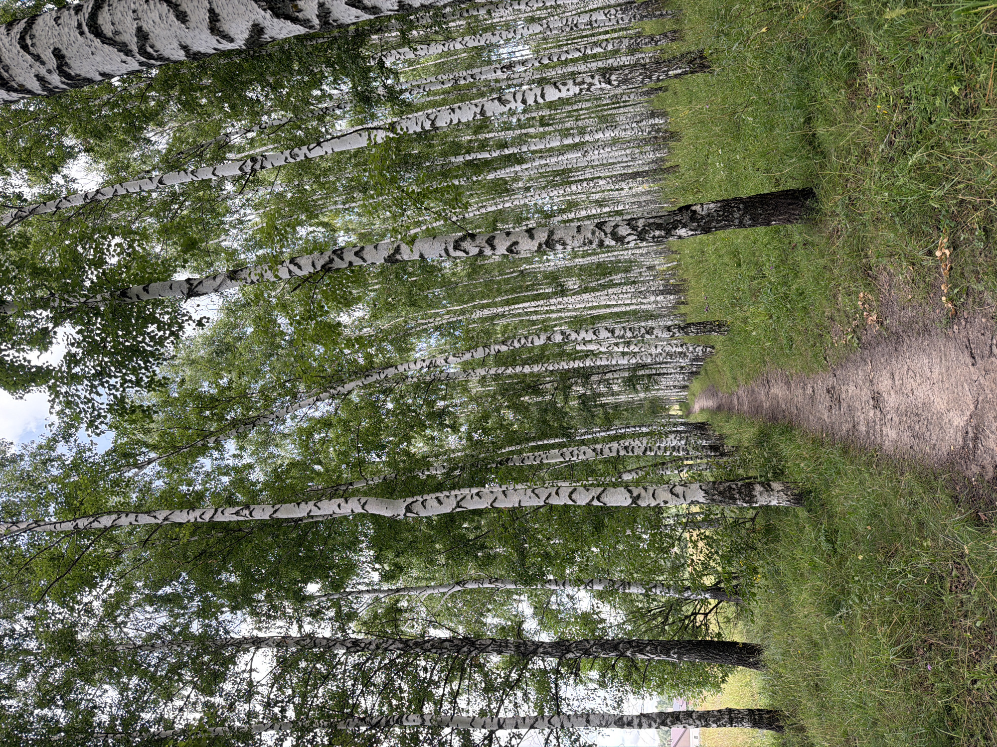 An outdoor, eye-level, medium shot captures a dirt path winding through a dense forest of birch trees. The trees, characterized by their white bark with dark markings, are positioned on both sides of the path, creating a tunnel-like effect. The forest floor is covered in lush green grass and some scattered dry leaves and mushrooms near the base of the trees. The sky above is partially visible through the dense foliage, with a few clouds present. A building with a red roof is visible in the far left background, peeking out from behind the trees. The lighting suggests it is daytime, likely overcast or with diffused sunlight.
