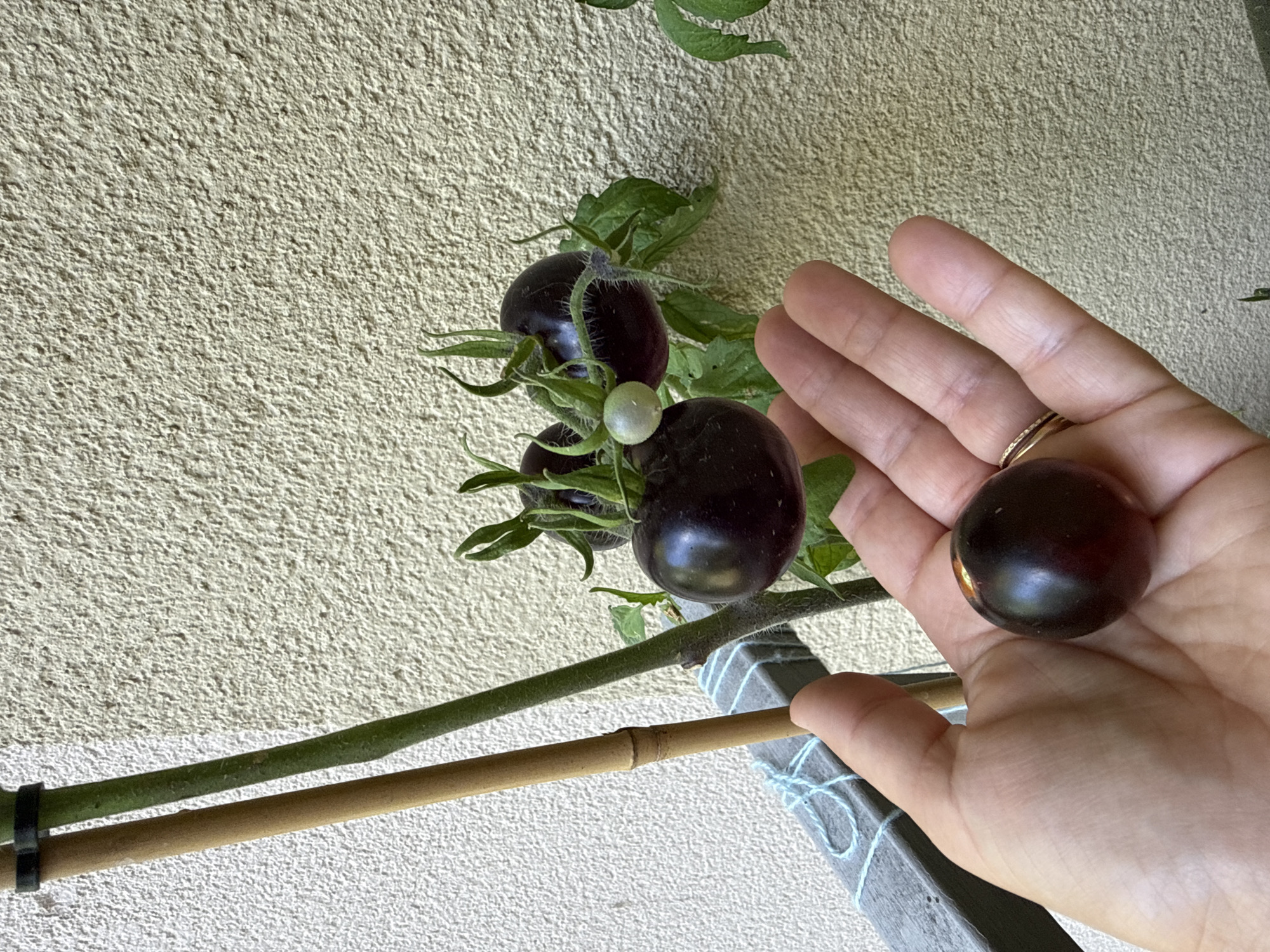 In the city of Landshut, Germany, a person's hand is shown holding a small, dark purple tomato. The tomato is round and appears ripe. Behind the hand, a tomato plant is visible, with several other tomatoes growing on it. Some of these tomatoes are also dark purple, while one is a lighter, unripe green. The plant is supported by bamboo stakes. The background is a textured, light-colored wall. A railing with blue string is also present.