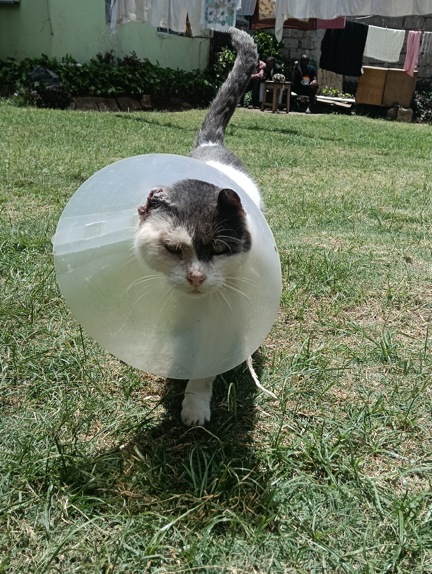 A medium shot depicts a black and white cat wearing a transparent cone around its head, standing on a lawn. The cat is facing forward with its tail in the upper center of the frame. The cat appears to have an injury to its left ear. In the background, there are two people seated at a small table with items on it. Laundry is hanging on a clothesline behind them. A green building is visible on the left. The location is Nairobi, Kenya, judging from the environment.