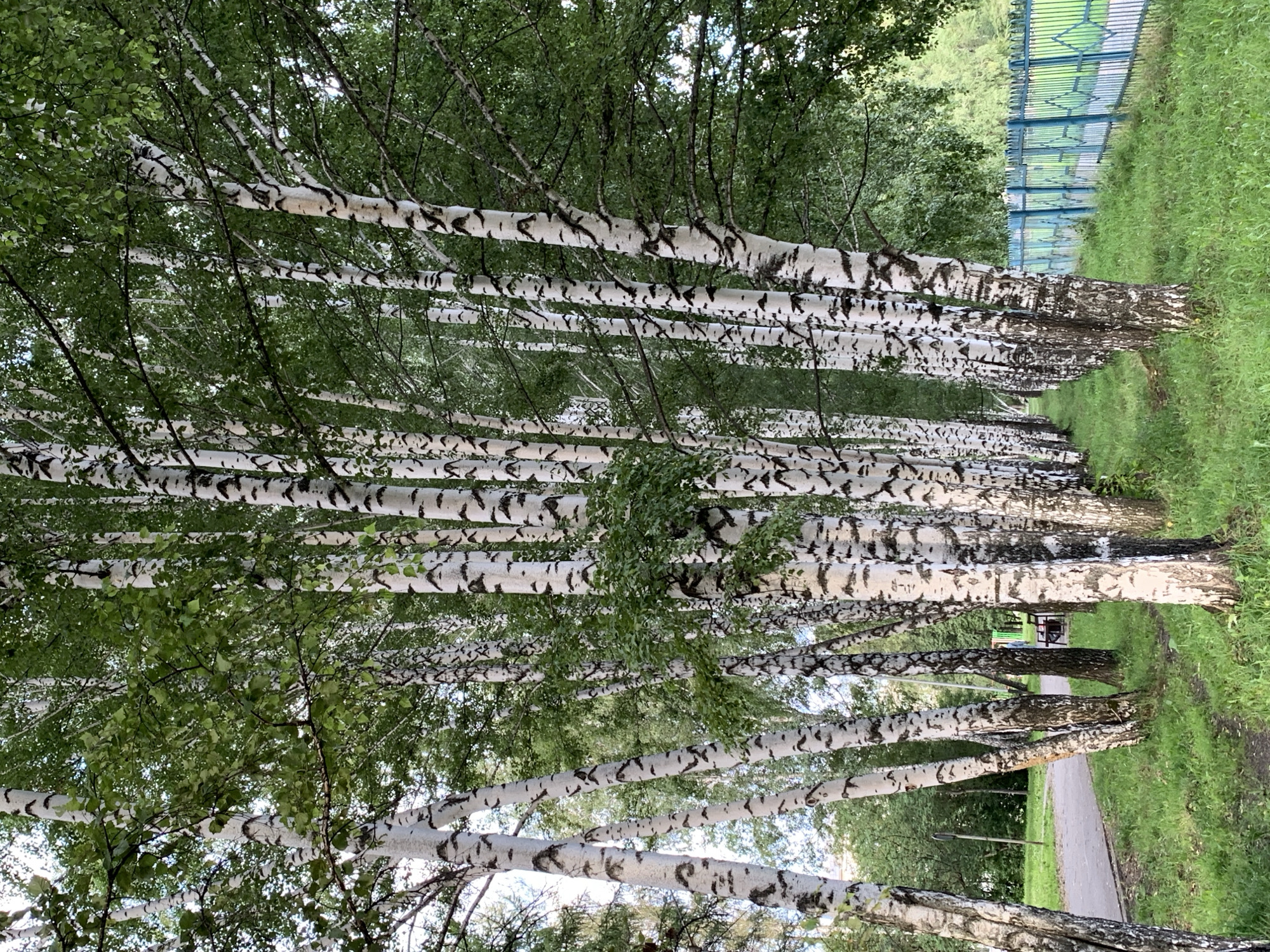 A row of mature birch trees with characteristic white and black bark line a grassy area. The trees are densely packed, creating a natural wall on the right side of the frame. Beyond the trees, a light blue metal fence with vertical bars and decorative diamond patterns runs along the edge of the grassy area. A paved path is visible to the left of the trees, bordered by more grass. In the background, various green trees and some buildings can be seen, suggesting an urban or park-like environment. There are no people or animals visible in the image. The scene depicts a tranquil, natural setting within a populated area.