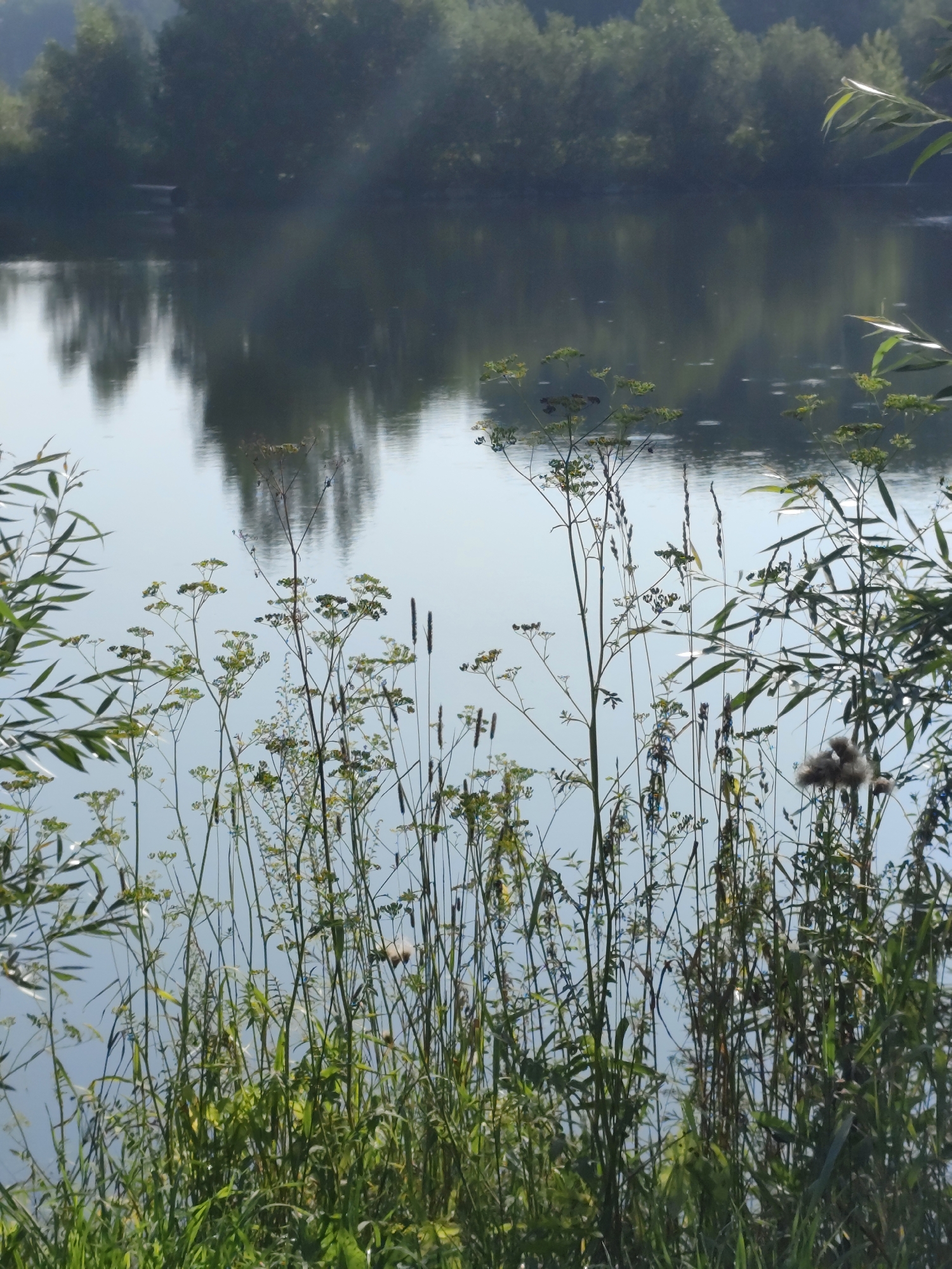 The image depicts a tranquil natural scene with a focus on vegetation in the foreground and a body of water reflecting a treeline in the background. The foreground is densely populated with various types of tall grasses and flowering plants, with some thin reeds and broad-leafed plants intermingled. The plants are predominantly green, with some showing hints of yellow or brown, suggesting a summer or early autumn season.
The middle ground is occupied by a calm body of water, likely a lake or river. The water's surface is smooth, providing a clear reflection of the distant treeline and the sky. The reflection shows a dark mass of trees with a subtle sky color appearing lighter at the horizon. Small ripples or disturbances are visible on the water's surface in some areas, possibly caused by a gentle breeze or aquatic life.
The background features a dense, dark green treeline, which appears to be a forest or a line of mature trees bordering the water. The trees are out of focus, contributing to the depth of field and emphasizing the foreground and middle ground elements. In the far left of the reflection on the water, a dark, rectangular object is visible, which could be a small pier, a boat, or a structure partially submerged.
The overall lighting suggests it is daytime, with soft, diffused light, possibly early morning or late afternoon, as there are no harsh shadows. The atmosphere is serene and natural, typical of a rural or wilderness setting. The image does not contain any discernible human presence or activities.
The location is described as being in the city of Барлакский, Russia. Based on the natural elements present, it is likely a natural reserve, park, or a rural area adjacent to a body of water within or near this city. The vegetation and the type of water body are consistent with a temperate climate found in this region of Russia.