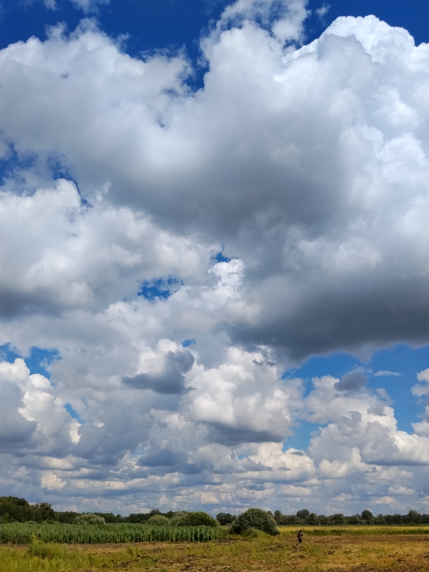 This is a vertical, eye-level, outdoor, daytime photograph taken in Ustyvytsya, Ukraine. The image captures a vast expanse of dramatic, fluffy white and grey cumulus clouds against a vibrant blue sky, dominating the upper two-thirds of the frame. The clouds vary in density and texture, with some appearing brightly lit by the sun and others casting shadows, creating a sense of depth and movement. Below the sky, the lower third of the image depicts a rural landscape. A line of dense green trees forms a distant horizon, interspersed with varied green foliage. In the foreground, a field of dry, golden-brown vegetation, likely harvested crops or dried grass, stretches across the lower portion of the image. A single, dark-silhouetted human figure, appearing to be a man, is walking across the field towards the right side of the frame, carrying a long object over his shoulder, possibly a stick or a tool. The overall impression is one of a wide-open, natural environment under a dynamic sky.