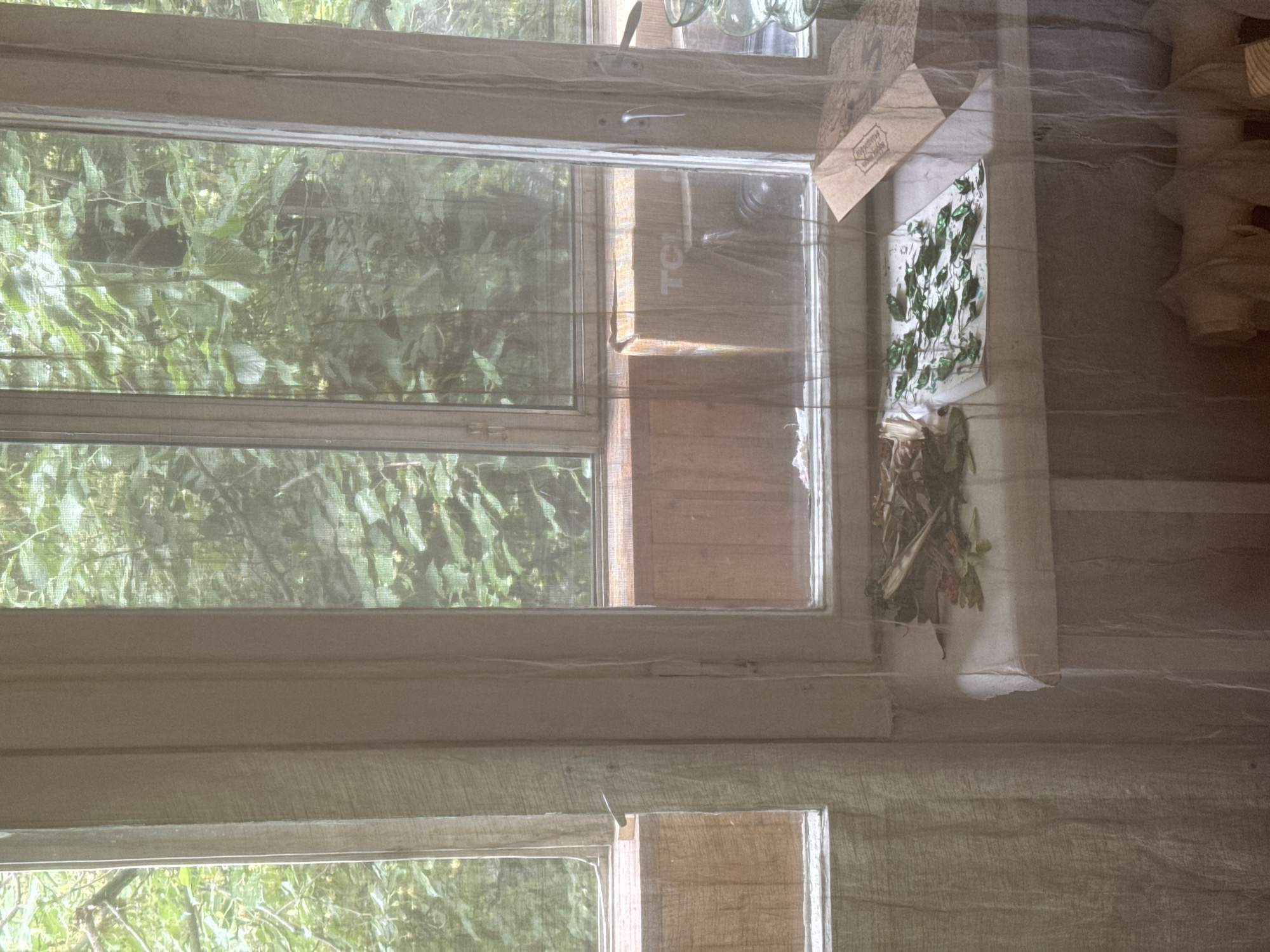 An interior shot shows a windowsill on the second floor of a building overlooking a densely overgrown area of trees and foliage. The window is covered by a sheer curtain. On the windowsill, to the right of the frame, a collection of green, iridescent beetles are arranged in a pattern on a piece of white paper. To the left of the beetles, a pile of dried leaves and twigs is scattered. Behind the beetles and leaves, a cardboard box with the logo "TCL" is visible. The scene is likely set in a residential area of Moscow, Russia, potentially a dacha or an apartment with a view of a park or wooded area.