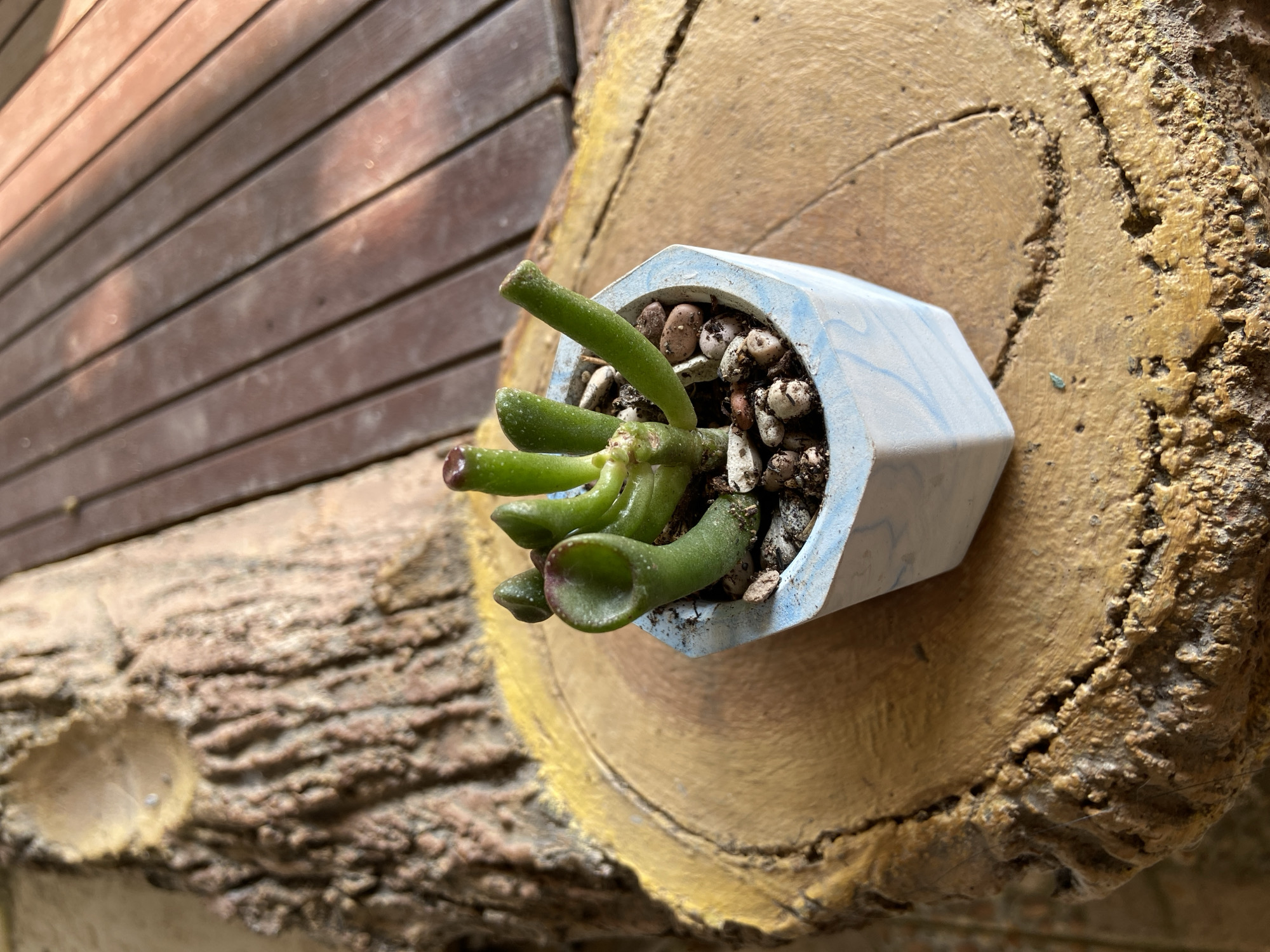 A small, green succulent plant with finger-like leaves sits in a hexagonal, light blue and white marbled pot. The pot is placed on a circular, textured wooden surface that appears to be a slice of a tree trunk, painted with a golden yellow band around its edge. In the background, wooden planks are visible, suggesting an outdoor setting, possibly a deck or table. The scene is lit with natural light, casting shadows on the wooden surfaces. The image does not contain any people or provide any specific information about the location in Margorejo, Indonesia.