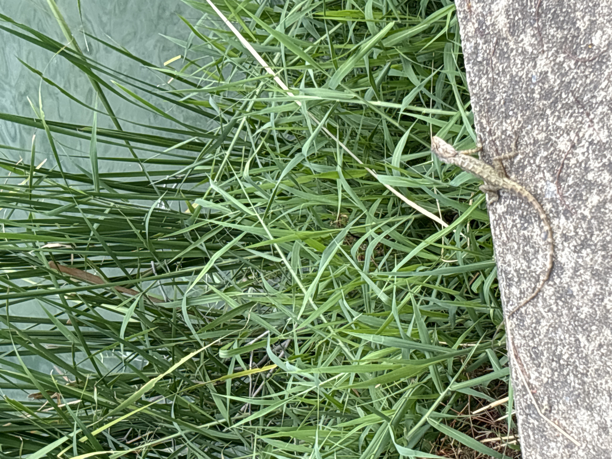 The image shows a lizard on a textured concrete surface adjacent to dense green grass. The grass appears to be growing near a body of water, as indicated by a greenish-gray area visible through the grass. The lizard is light brown with darker markings. The photograph was taken in the city of บ้านบางรักษ์, Thailand.