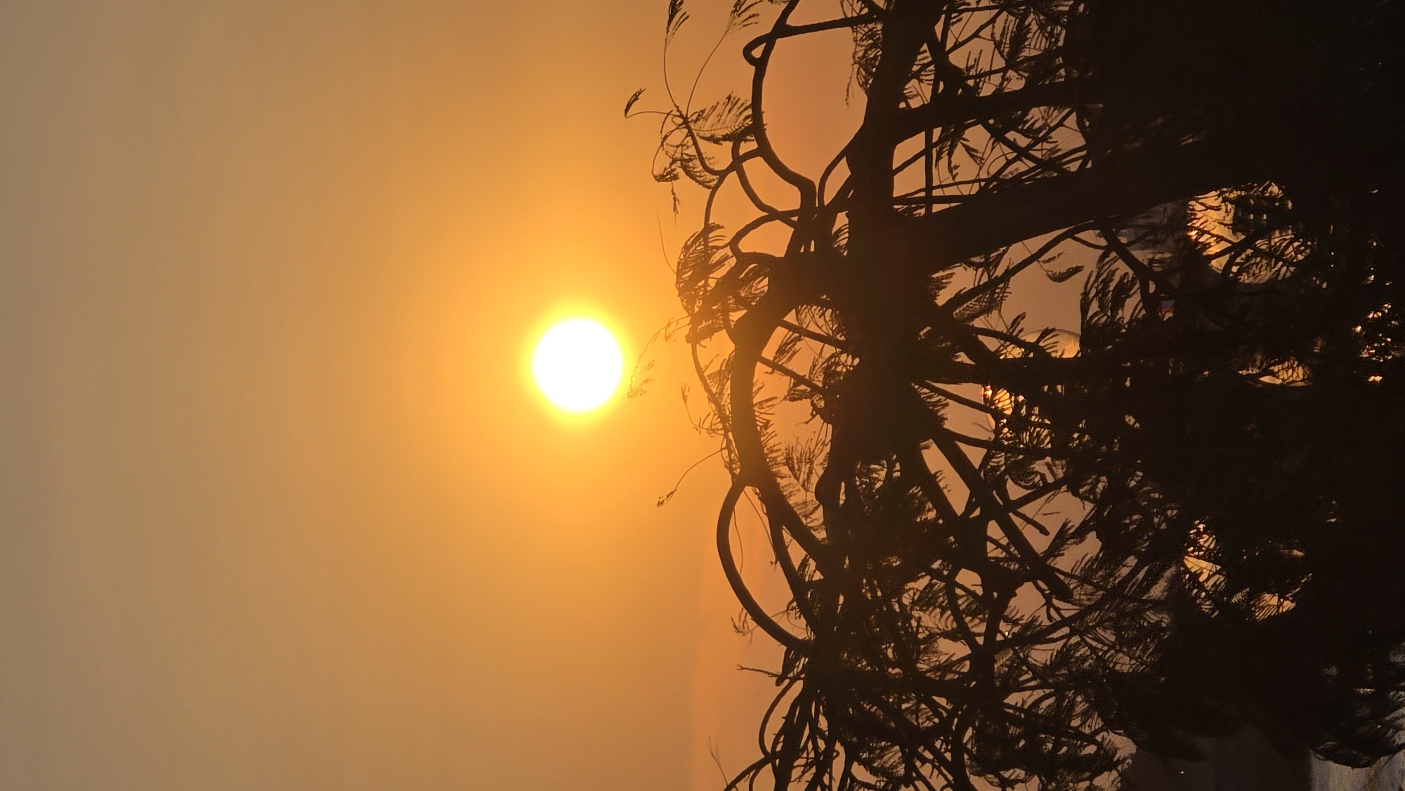 The image shows a sun setting or rising behind a silhouetted tree. The sky is a gradient of orange and yellow. The tree is positioned to the right, with its branches extending across the frame. The bright, round sun is on the left. The location is stated to be Bắc Nha Trang, Vietnam, but there are no visual cues to confirm this. No people, actions, or interactions are visible in the image.
