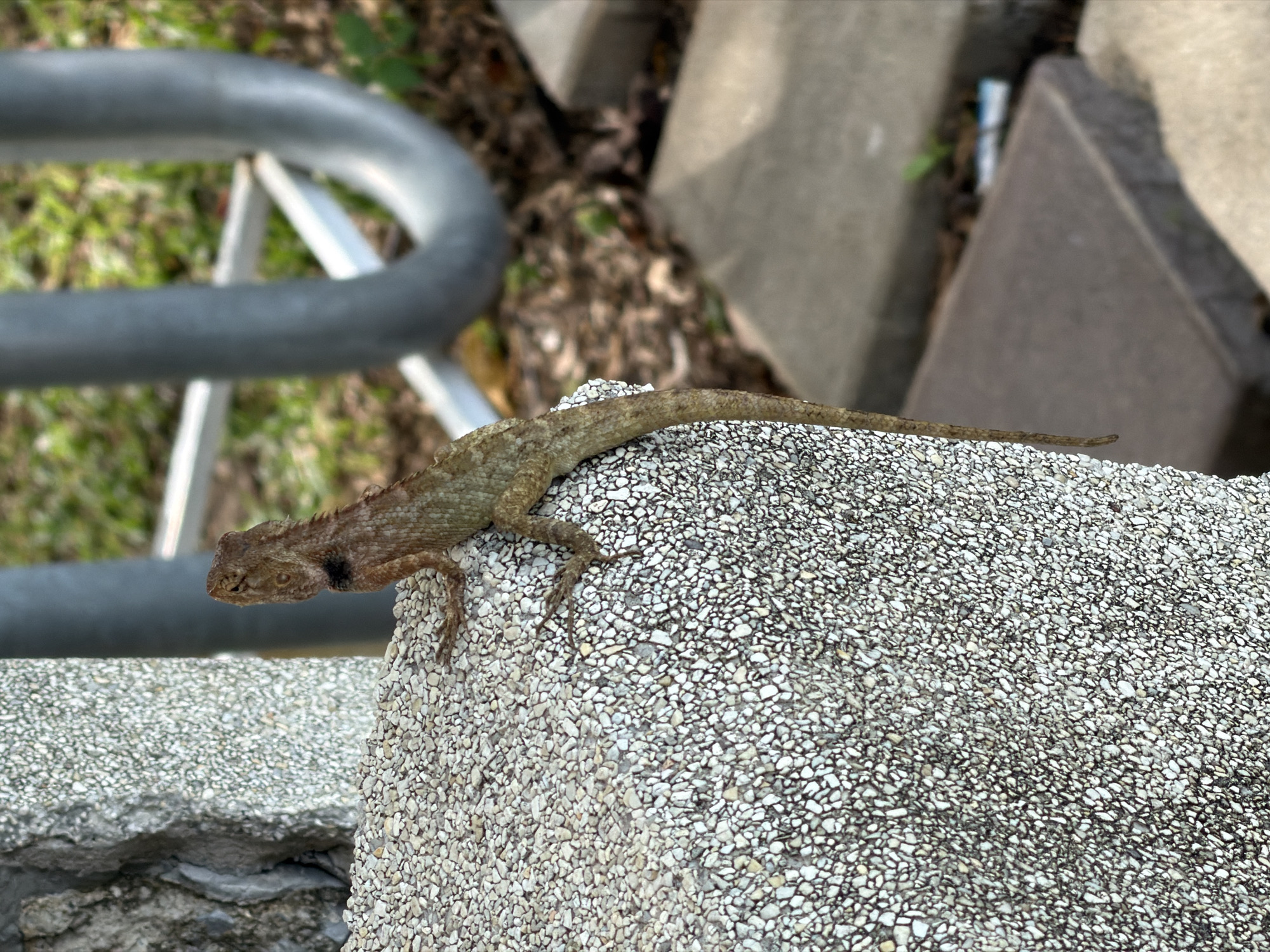 A camouflaged lizard with brown and green scales clings to a speckled concrete surface, its body angled away from the viewer. Its long tail extends down the surface, and its head is turned slightly upwards. In the background, out of focus, are elements of an urban environment: a grey metal structure, green foliage, and paved surfaces. The scene appears to be outdoors, likely in a public space within the Ko Samui District of Thailand, given the presence of a lizard which is common in tropical climates and the overall aesthetic. There are no people or any other animals visible in the image.