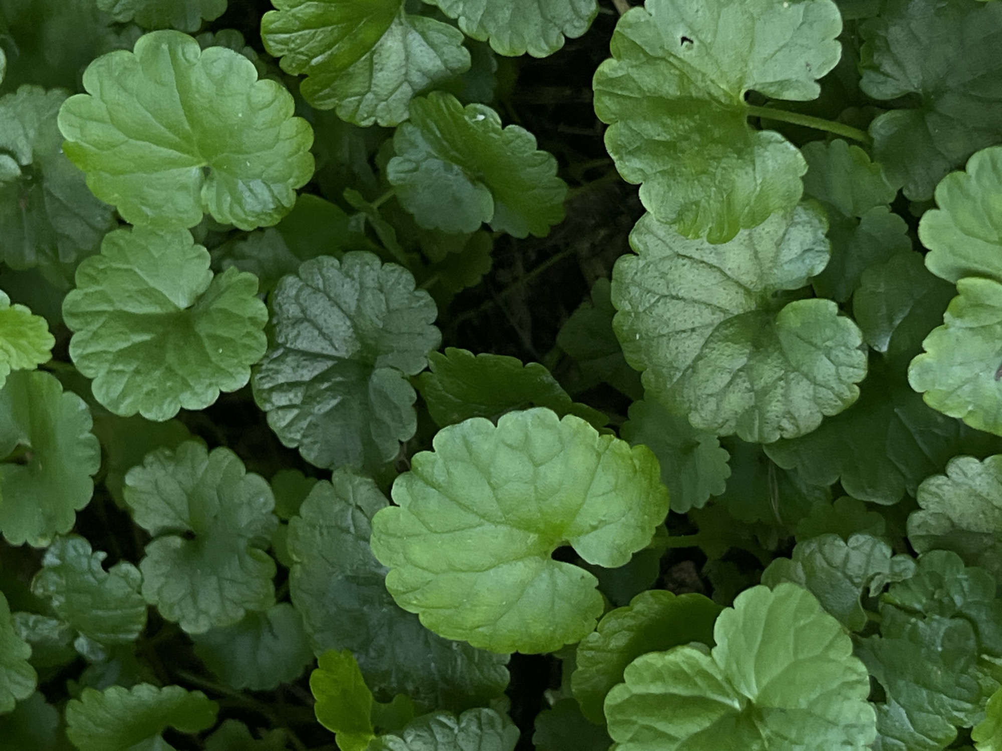 The image is a close-up, overhead view of a dense patch of green ground cover plants, likely Creeping Charlie (Glechoma hederacea). The leaves are rounded with scalloped edges and prominent veins, varying slightly in shade from bright green to darker green, indicating differences in light exposure or maturity. The leaves overlap and cluster together, with some darker shadows suggesting the presence of soil or other foliage beneath. No people, specific landmarks, or actions are visible. The scene appears to be in an outdoor setting, possibly a garden or park, but no specific location in Khabarovsk, Russia, can be determined from the visual information provided.