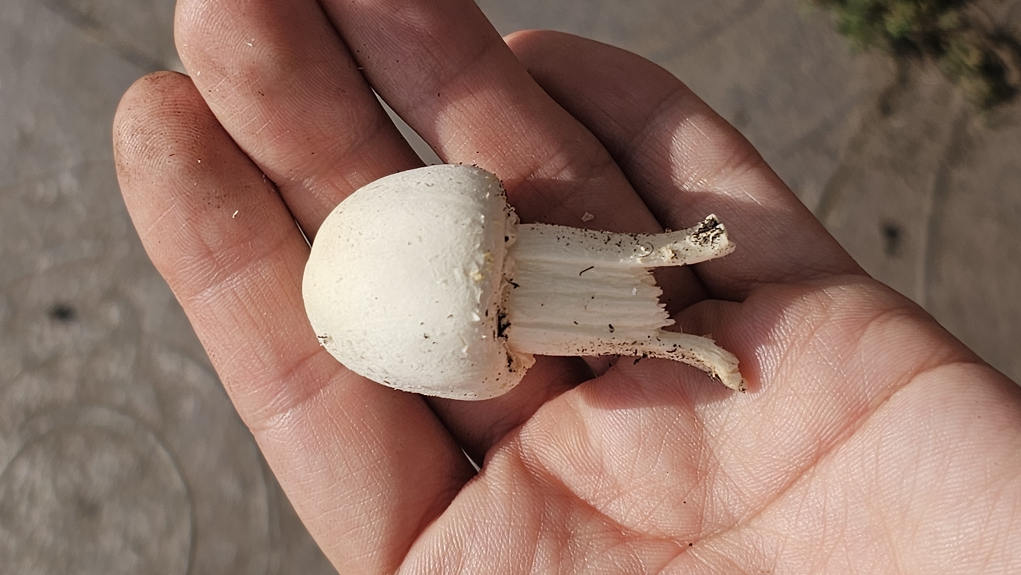 A close-up, eye-level shot shows a person's open palm, fingers curled slightly, holding a small, white mushroom. The mushroom has a rounded cap and a short, sturdy stem that appears to be split at the bottom. The skin of the hand is visible, with its characteristic lines and pores, and there is some dirt or debris on both the hand and the mushroom. The background is blurred, suggesting an outdoor setting with a sandy or dirt-like surface. The image is focused on the mushroom and the hand, with no indication of the location being in Romanovka, Russia.