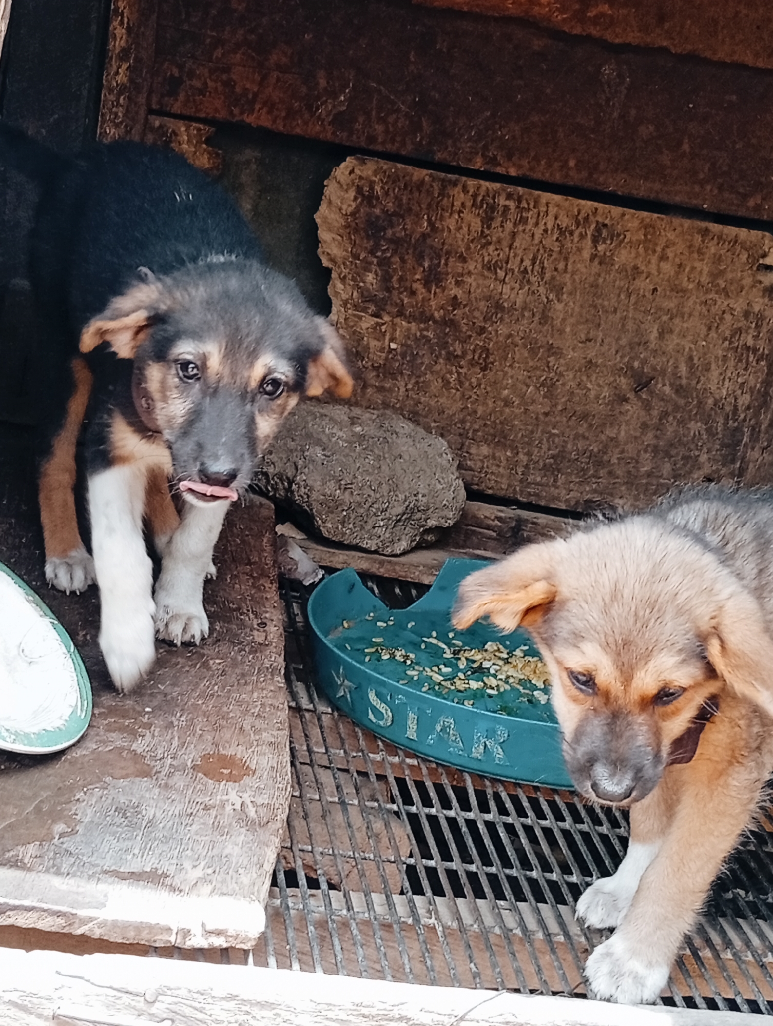 Two puppies are in a cage constructed of wooden planks and metal grates. The environment suggests the city of Bukuru, Nigeria. The puppy on the left is predominantly black with tan accents and white paws, sticking its tongue out slightly. Next to it is a rough stone. The puppy on the right is a light tan color with a dark muzzle and a dark collar. A blue bowl with the word "STAR" printed on it contains leftover food.